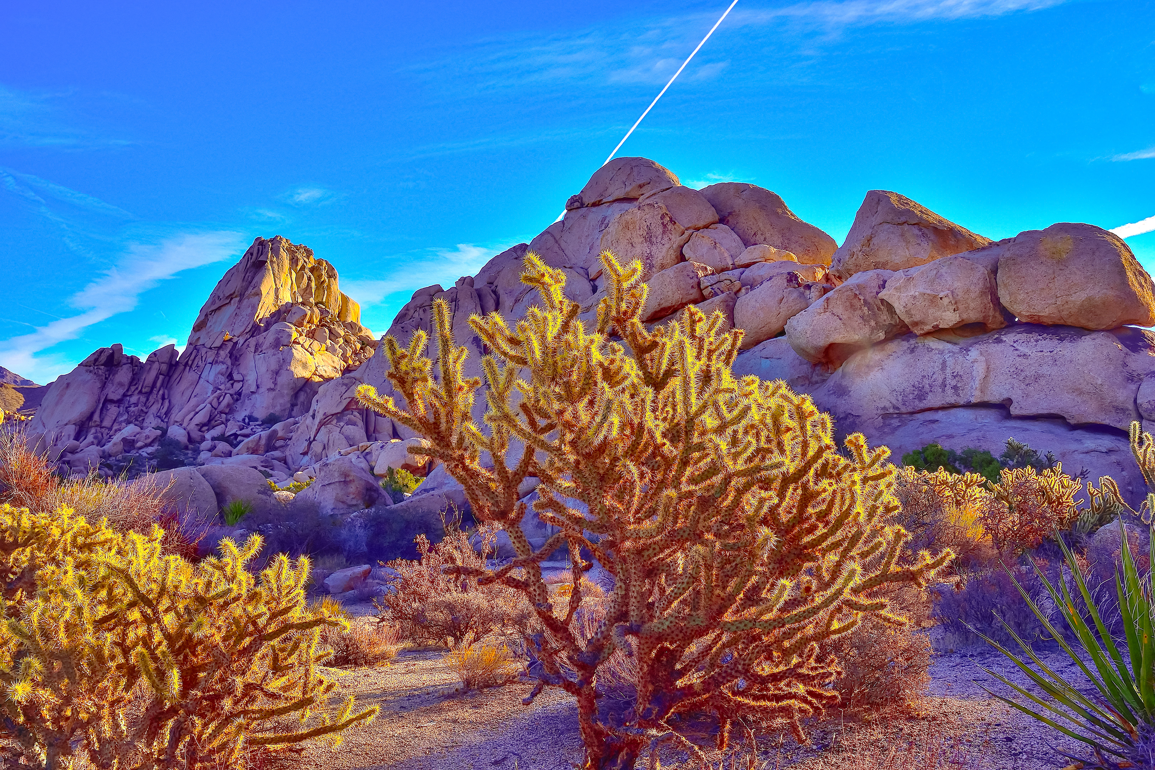 Cholla and Stone, Mojave Desert, California