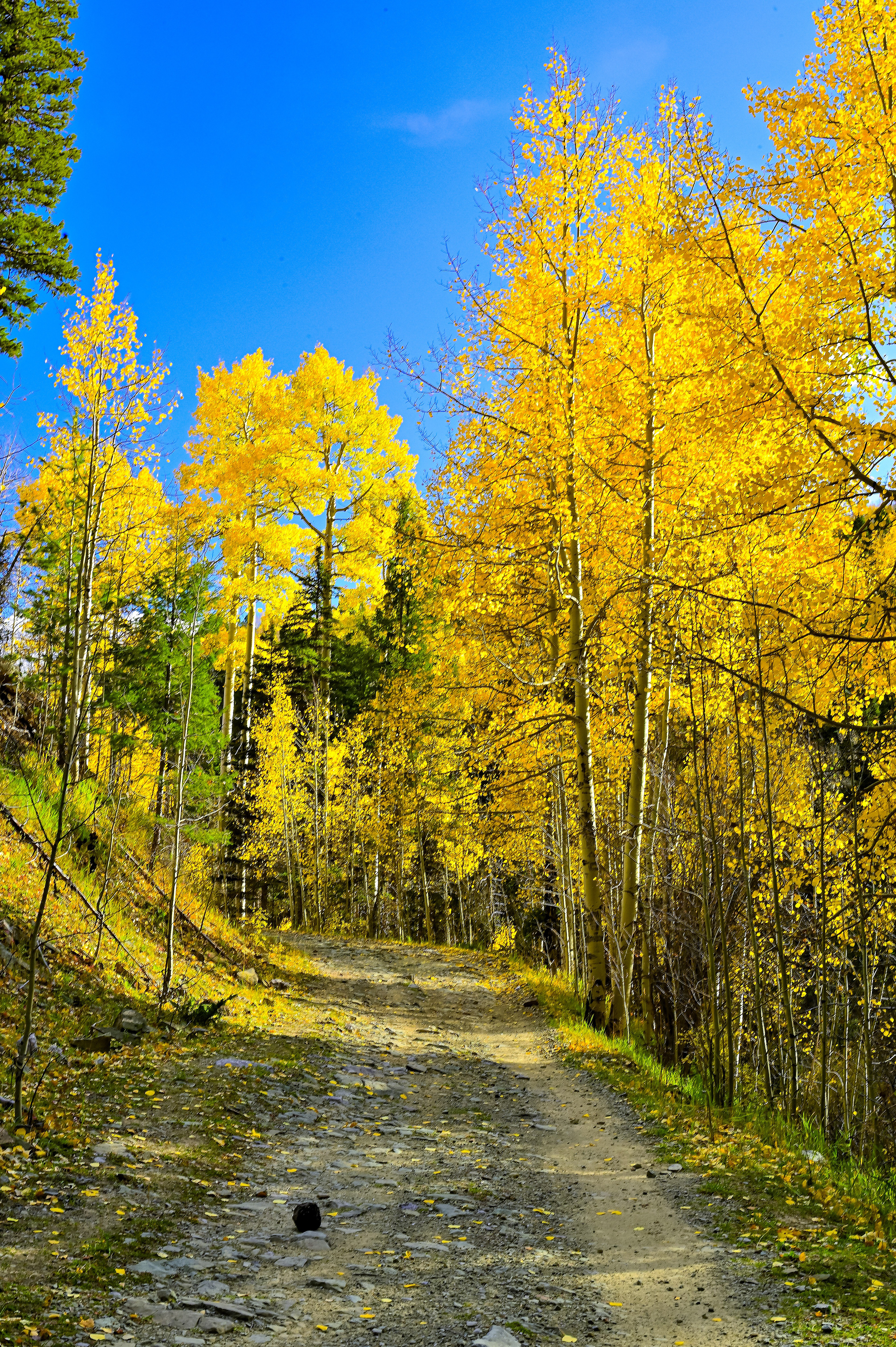 Autumn Aspens, Carson National Forest, New Mexico