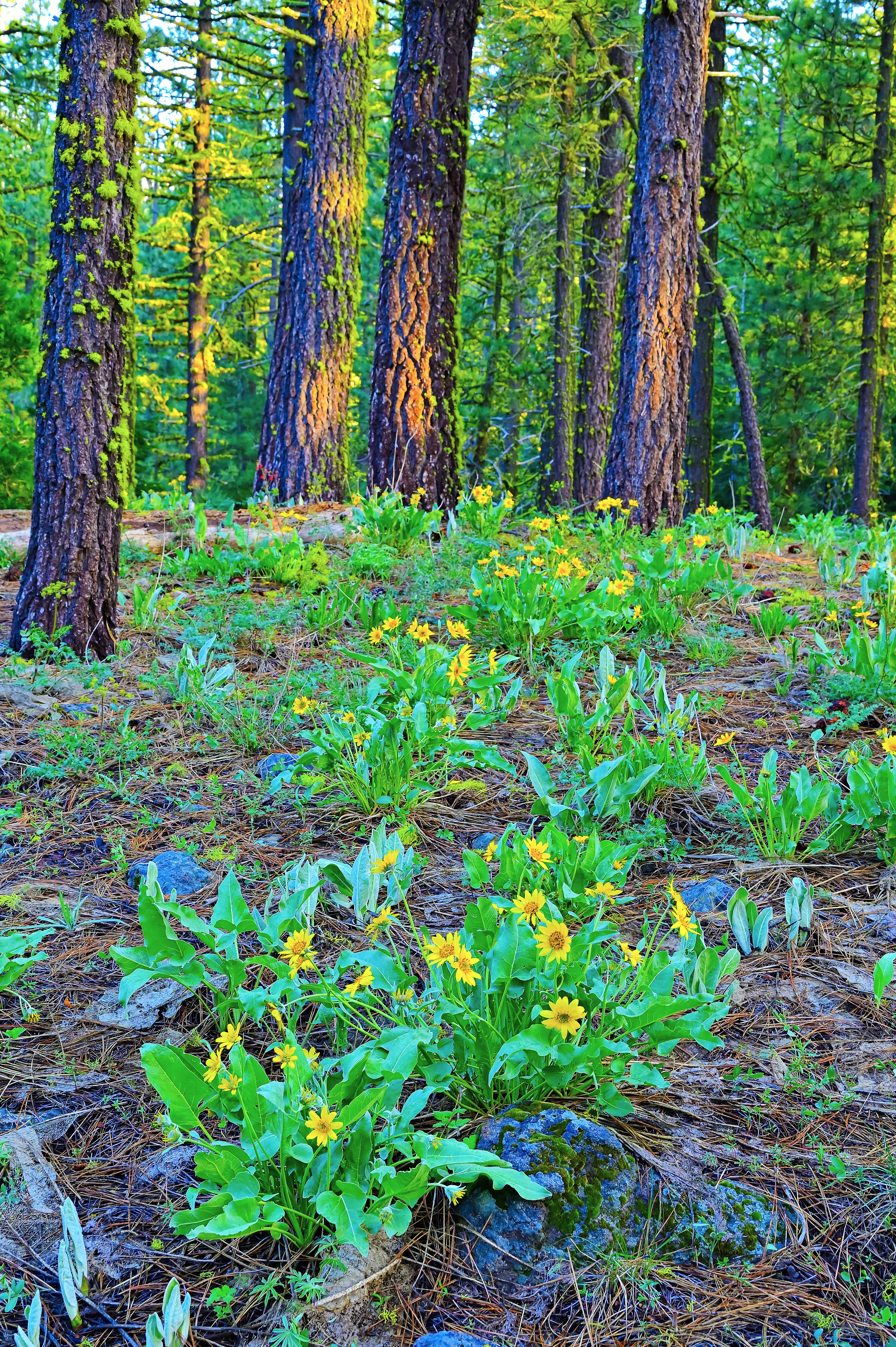 Mules Ears, Lassen National Forest, California