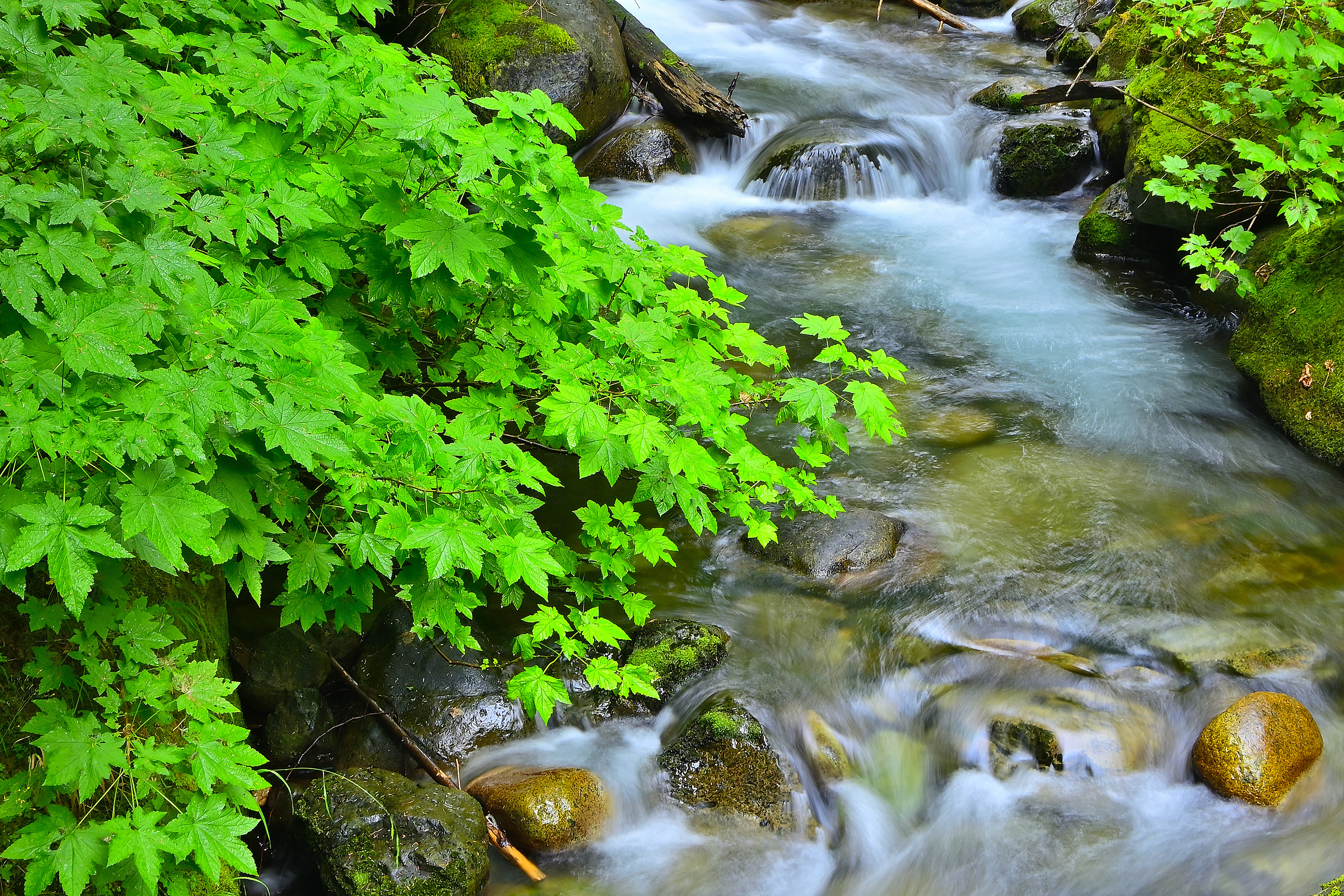 North Fork Wallace River, Washington State