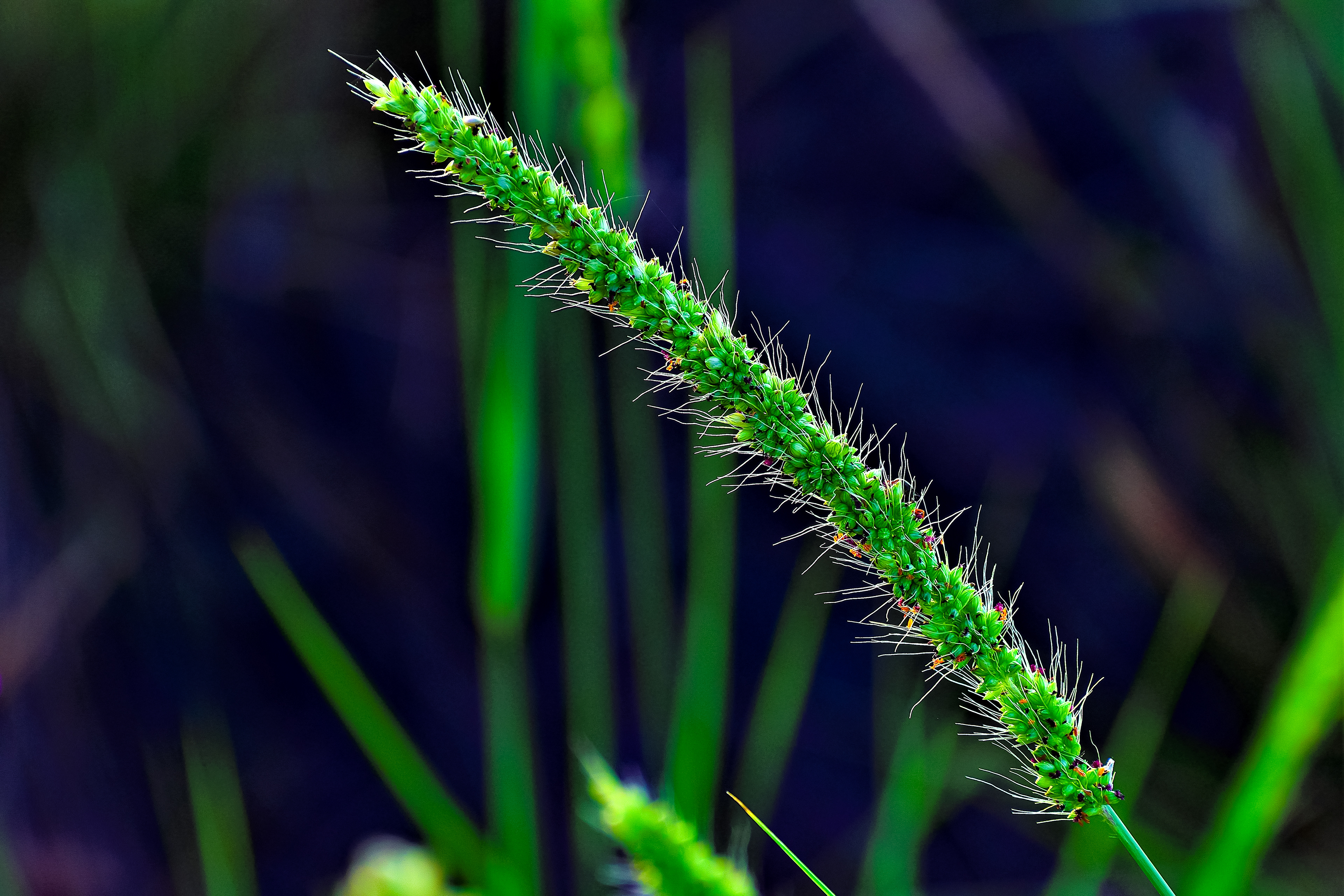 Greening