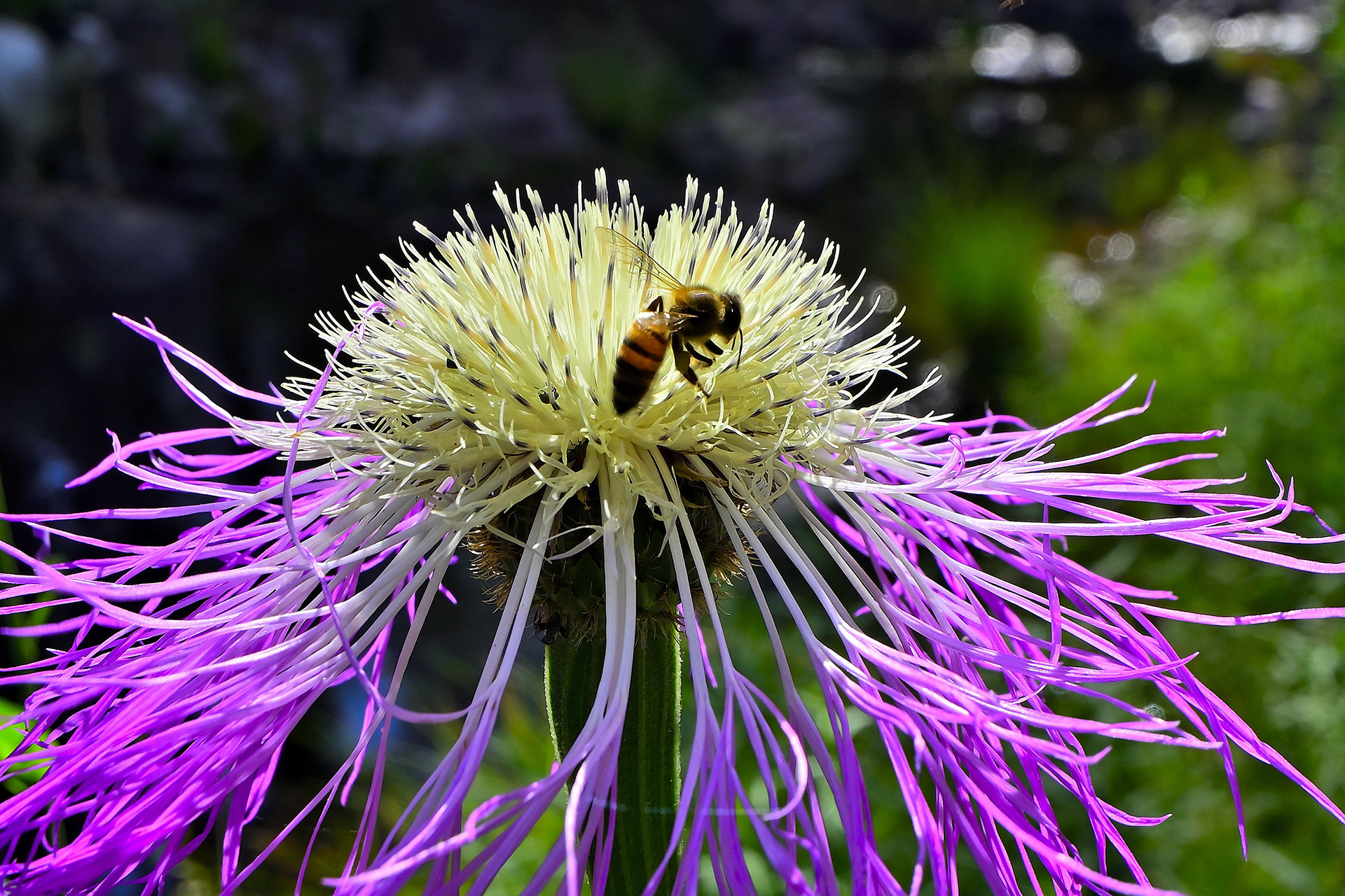 Honeybee on a Basket Flower