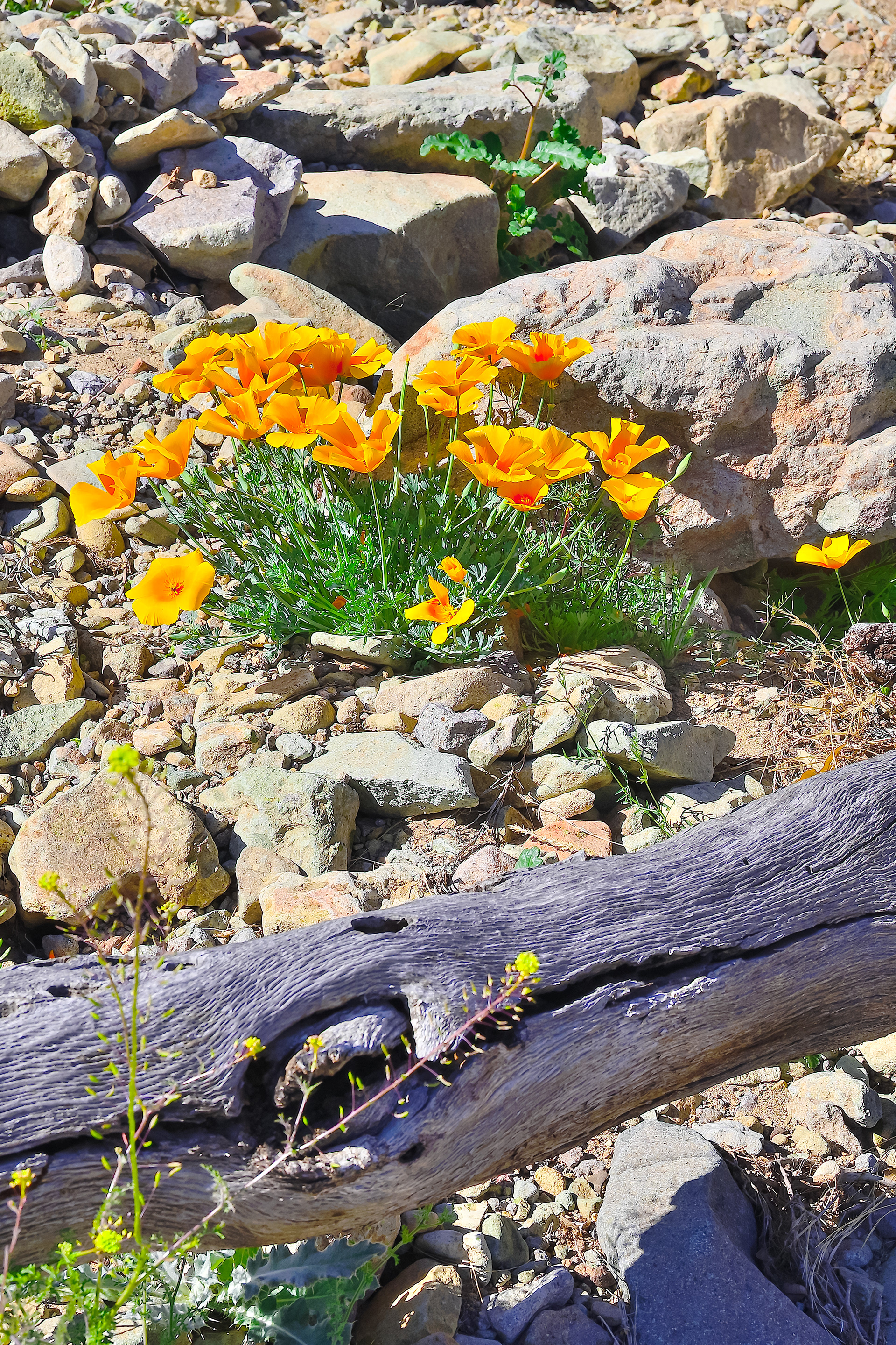 Poppies, Florida Mountains, New Mexico