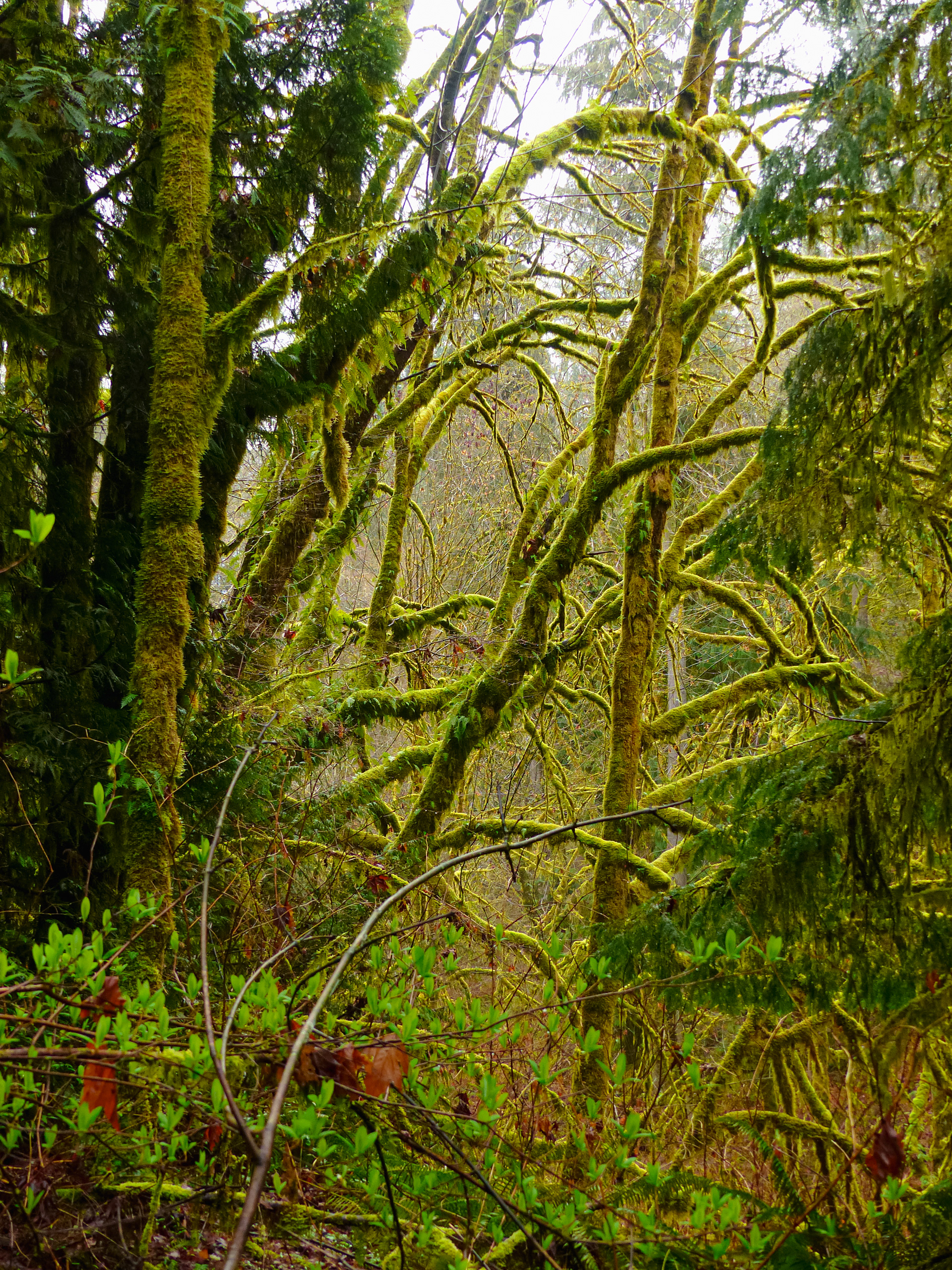 Rainy Morning in the Forest, Washington State