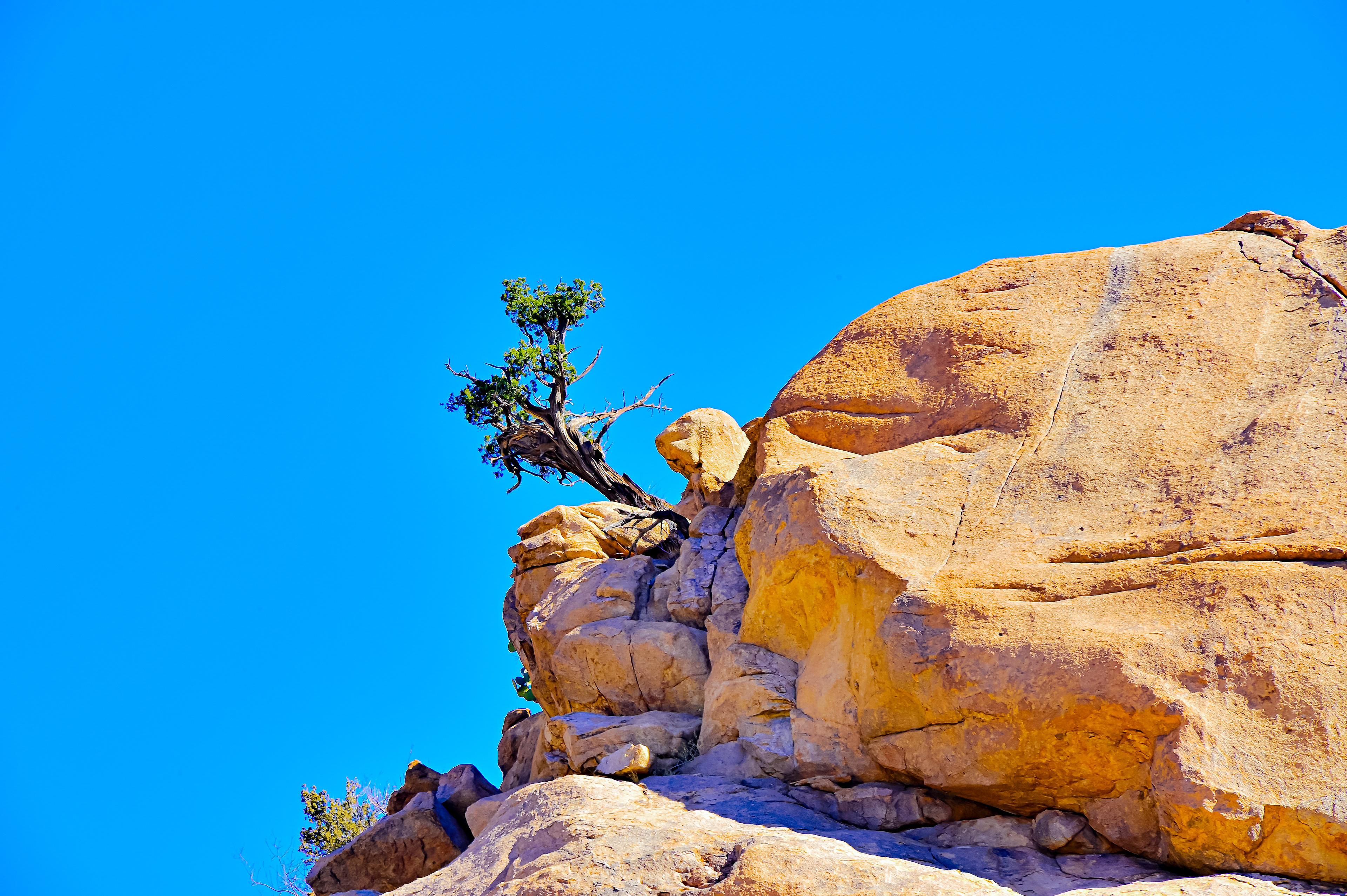 Guardian of the Tree, Granite Peak, New Mexico