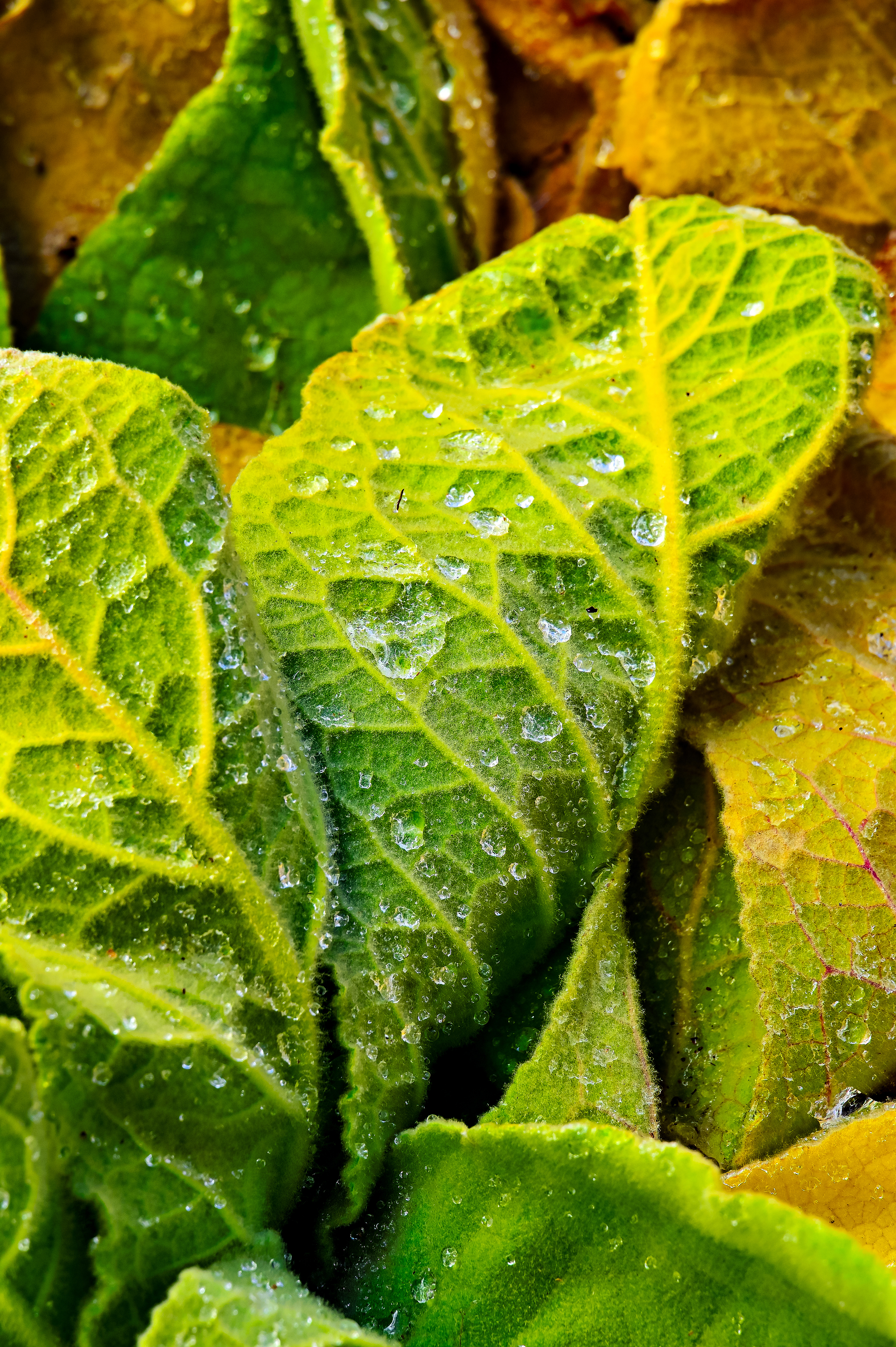 Raindrops on Woolly Mullein
