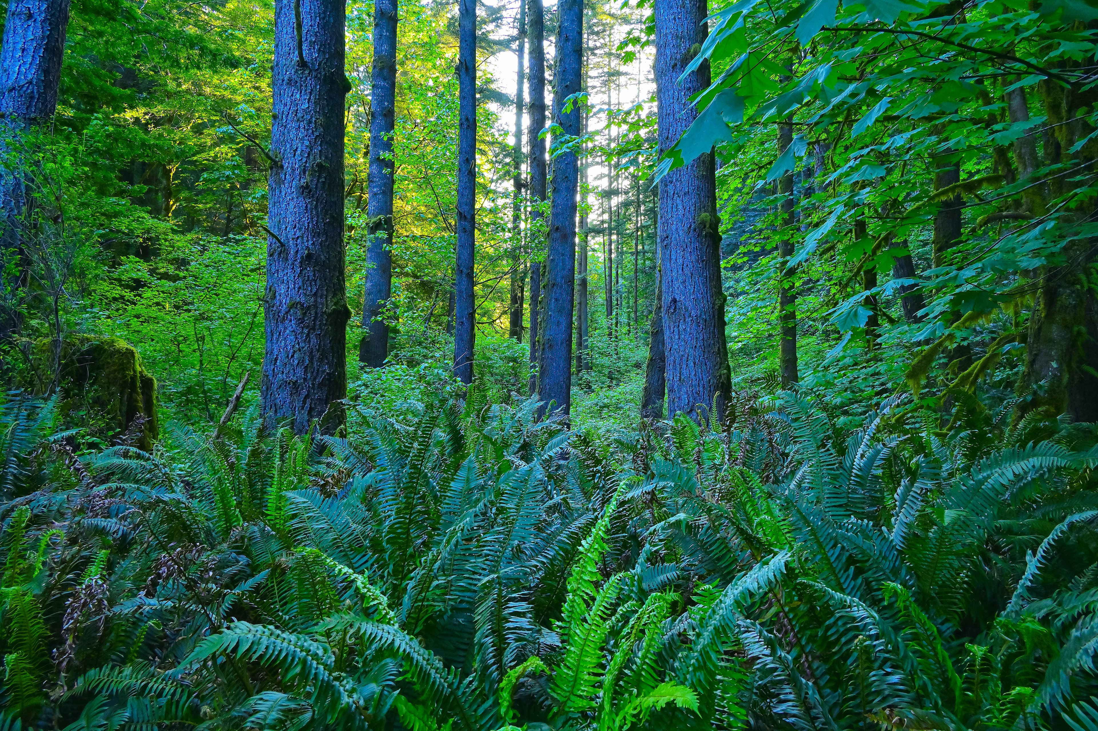 Understory, Del Norte Redwoods National Park, California