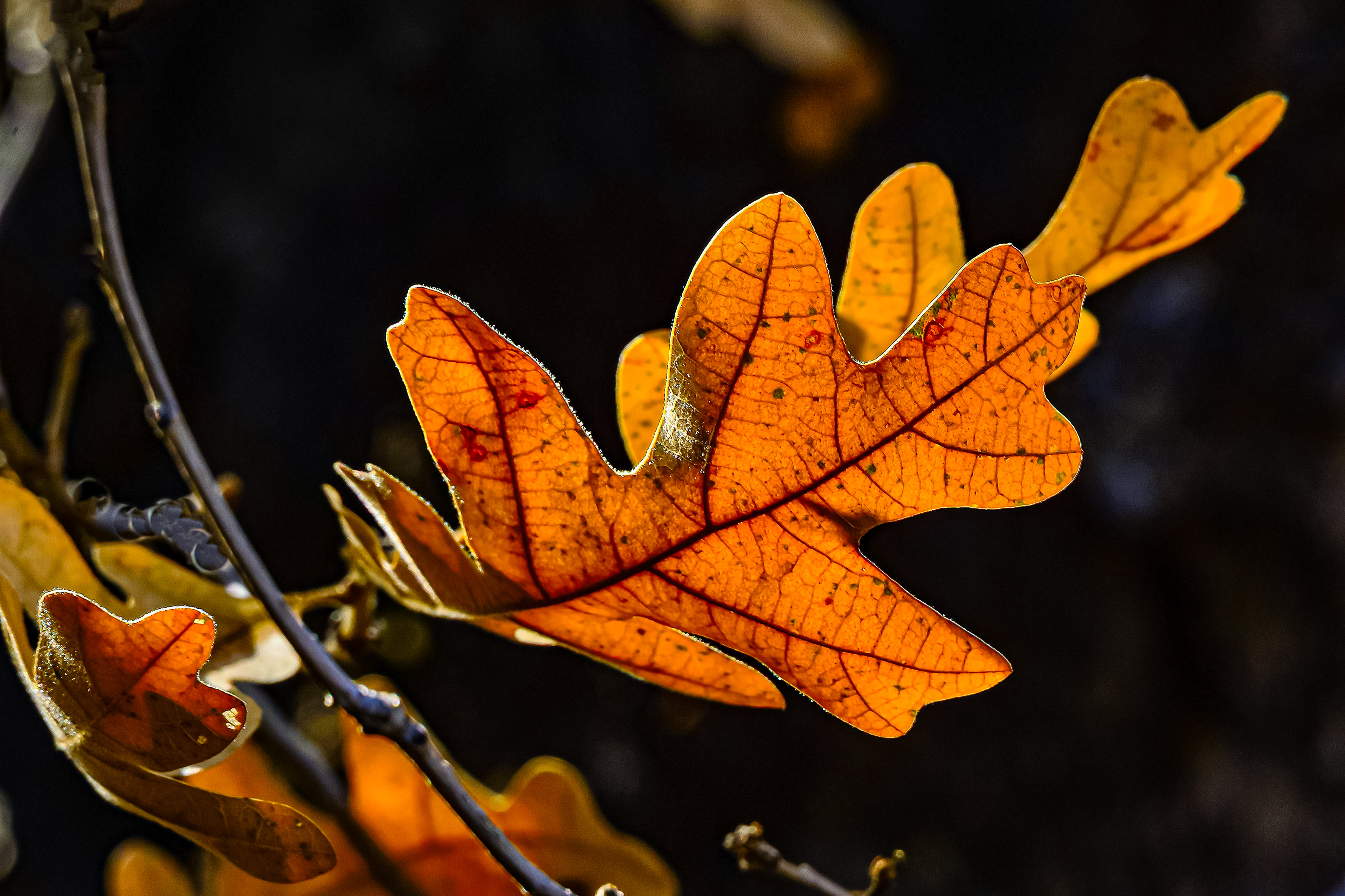 Oak Leaves