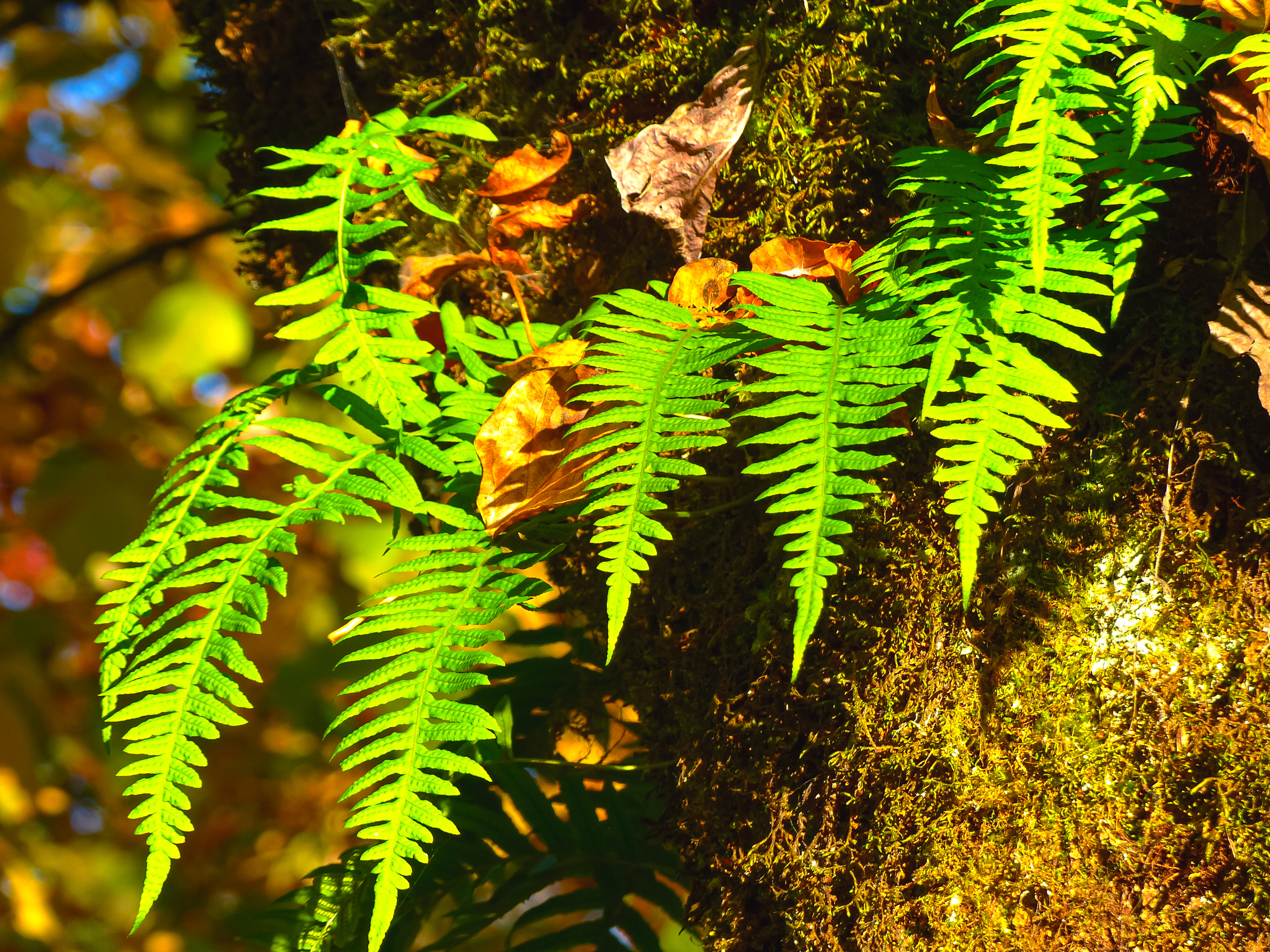 Sword Ferns on a Maple Trunk, Washington State