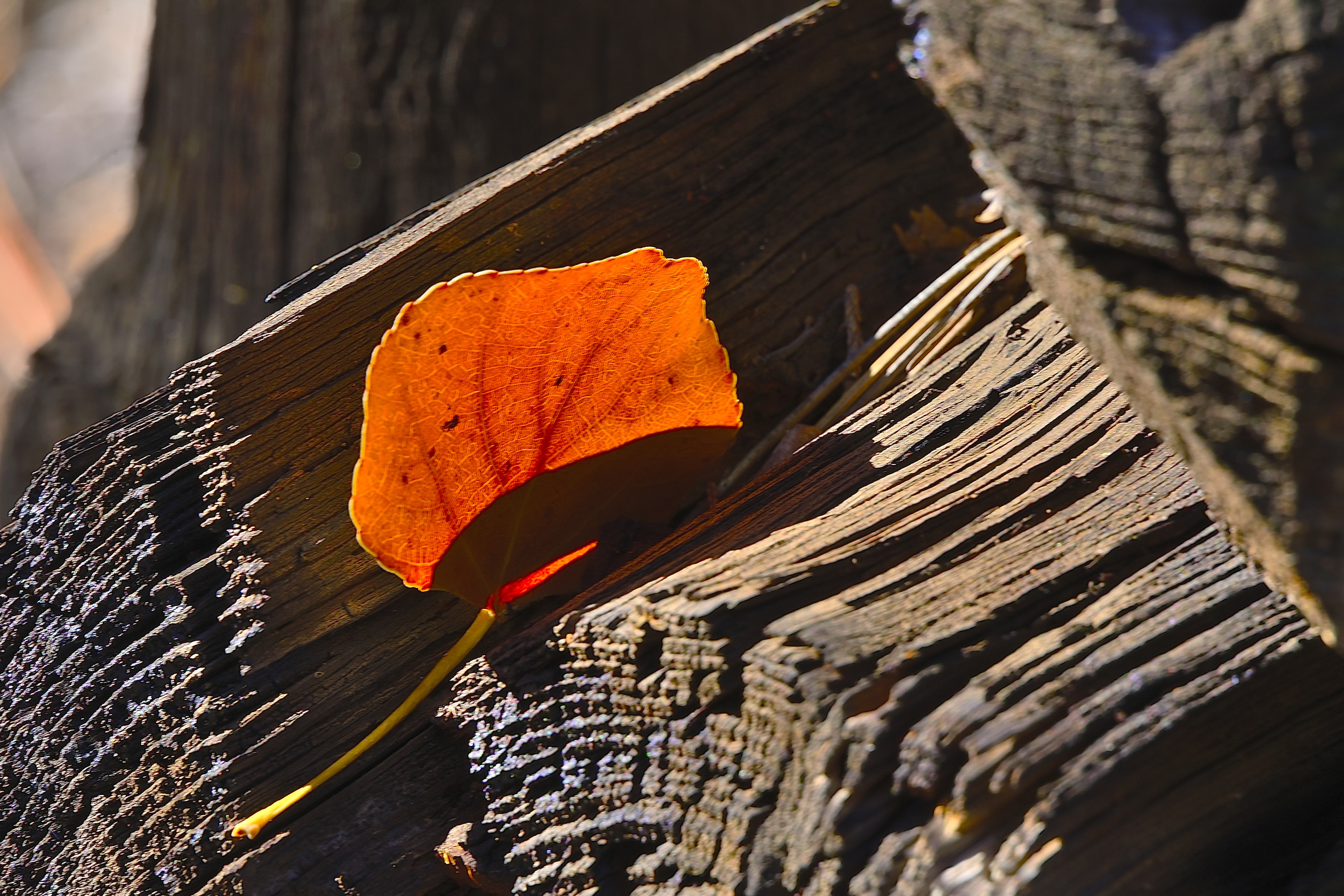 Cottonwood Leaf Lodged in an Old Corral