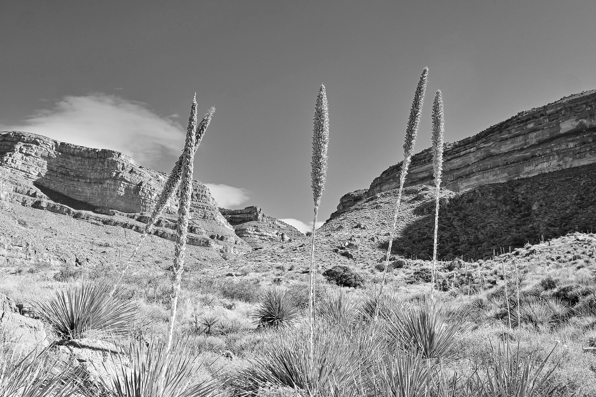 Sacramento Mountains, New Mexico