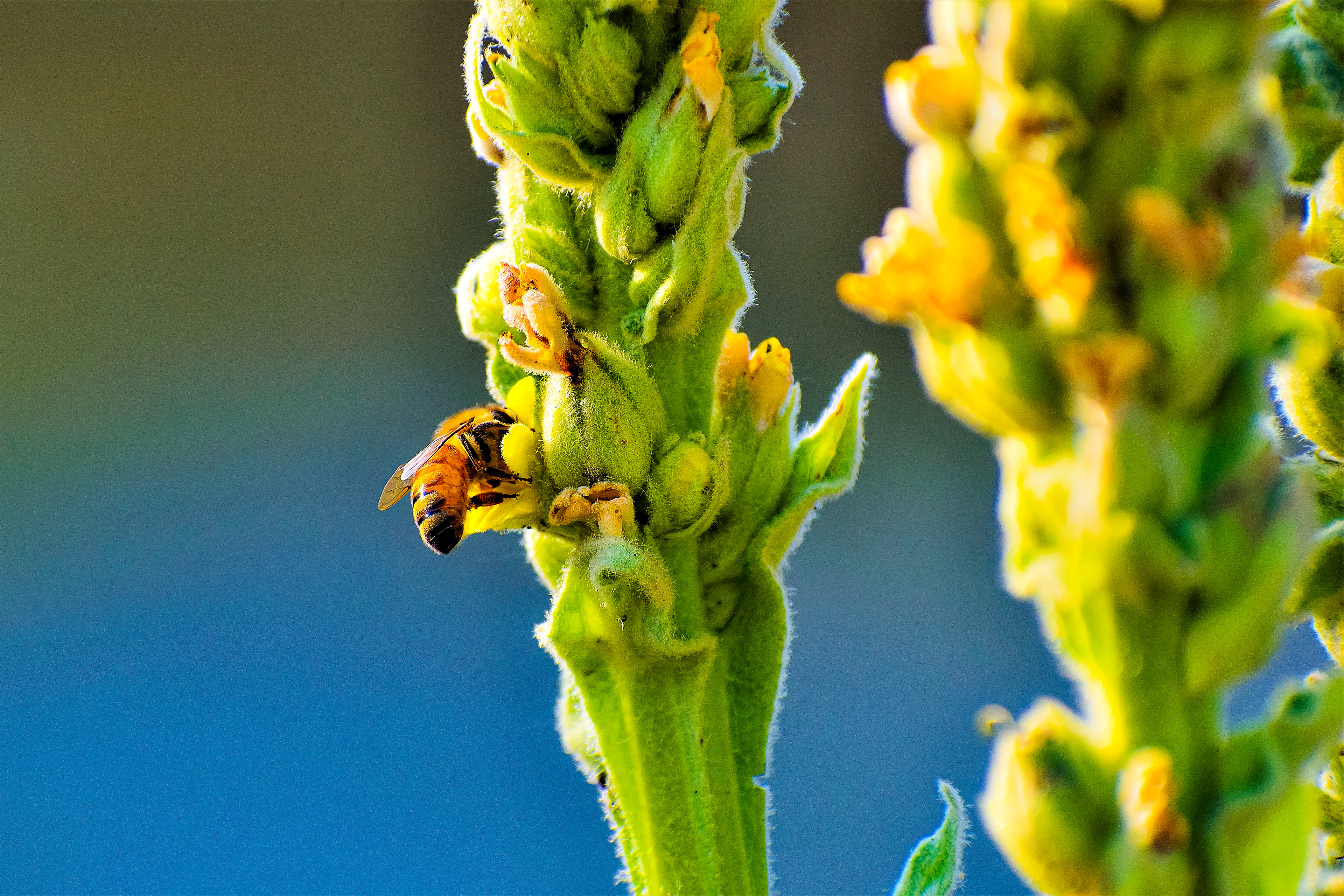 Honeybee on Woolly Mullein 