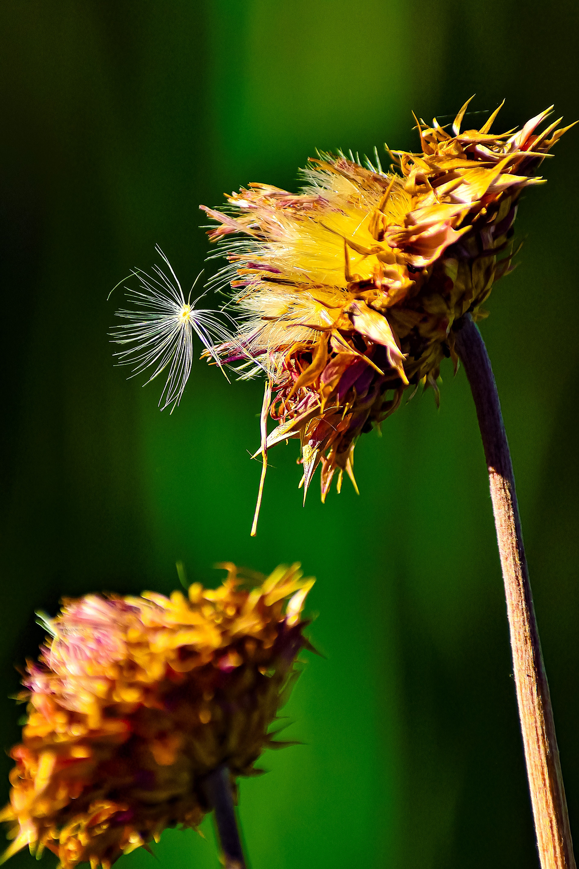 Musk Thistle Seed