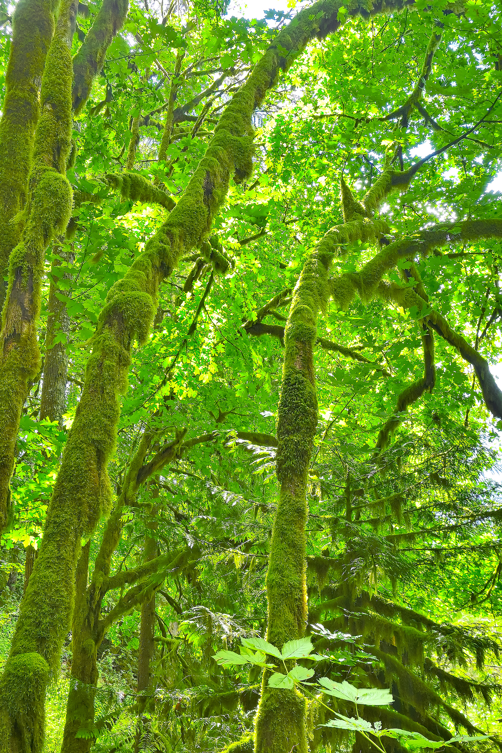 Moss Covered Vine Maples, Washington State