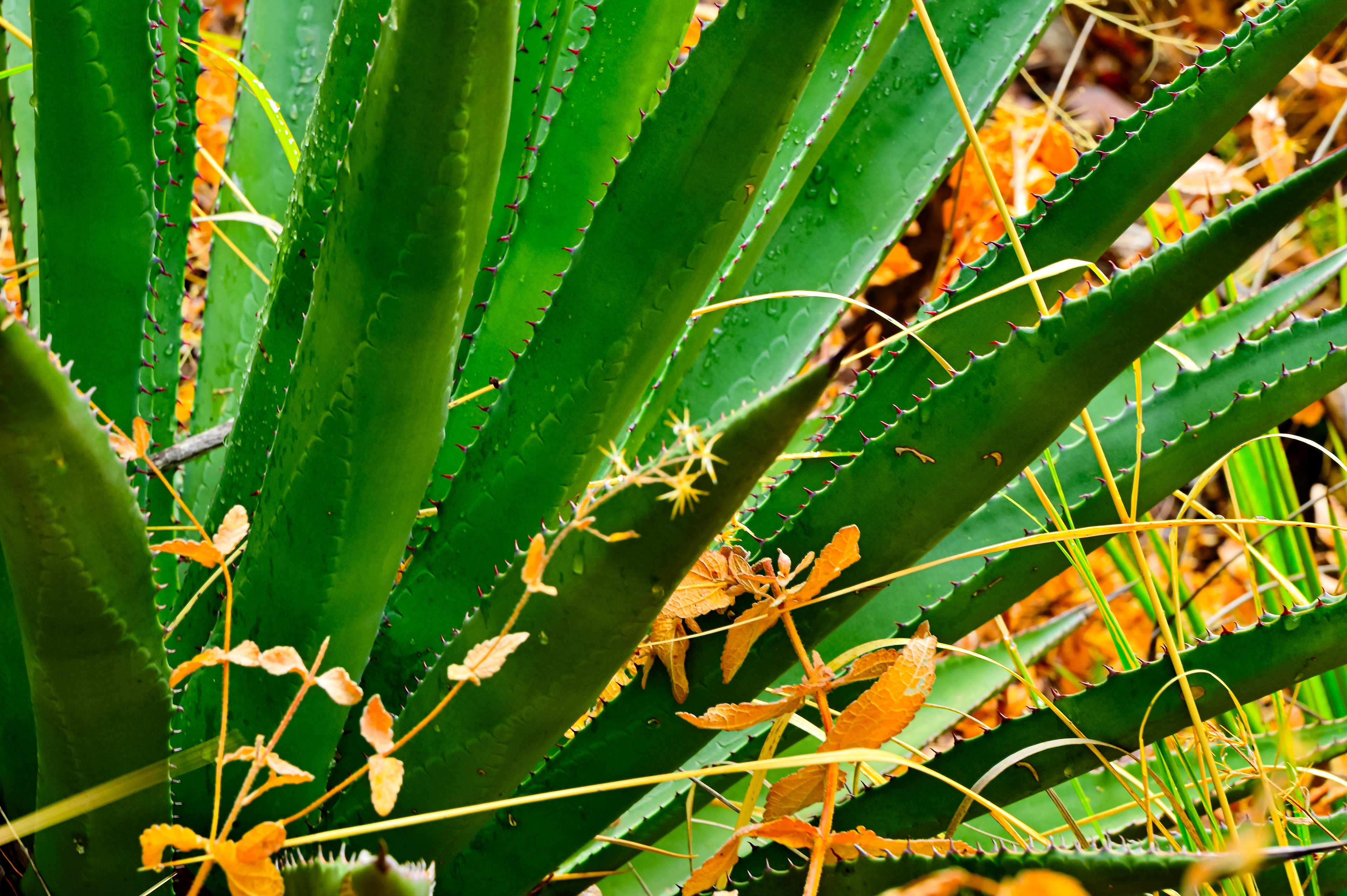 Agave Along Rucker Creek