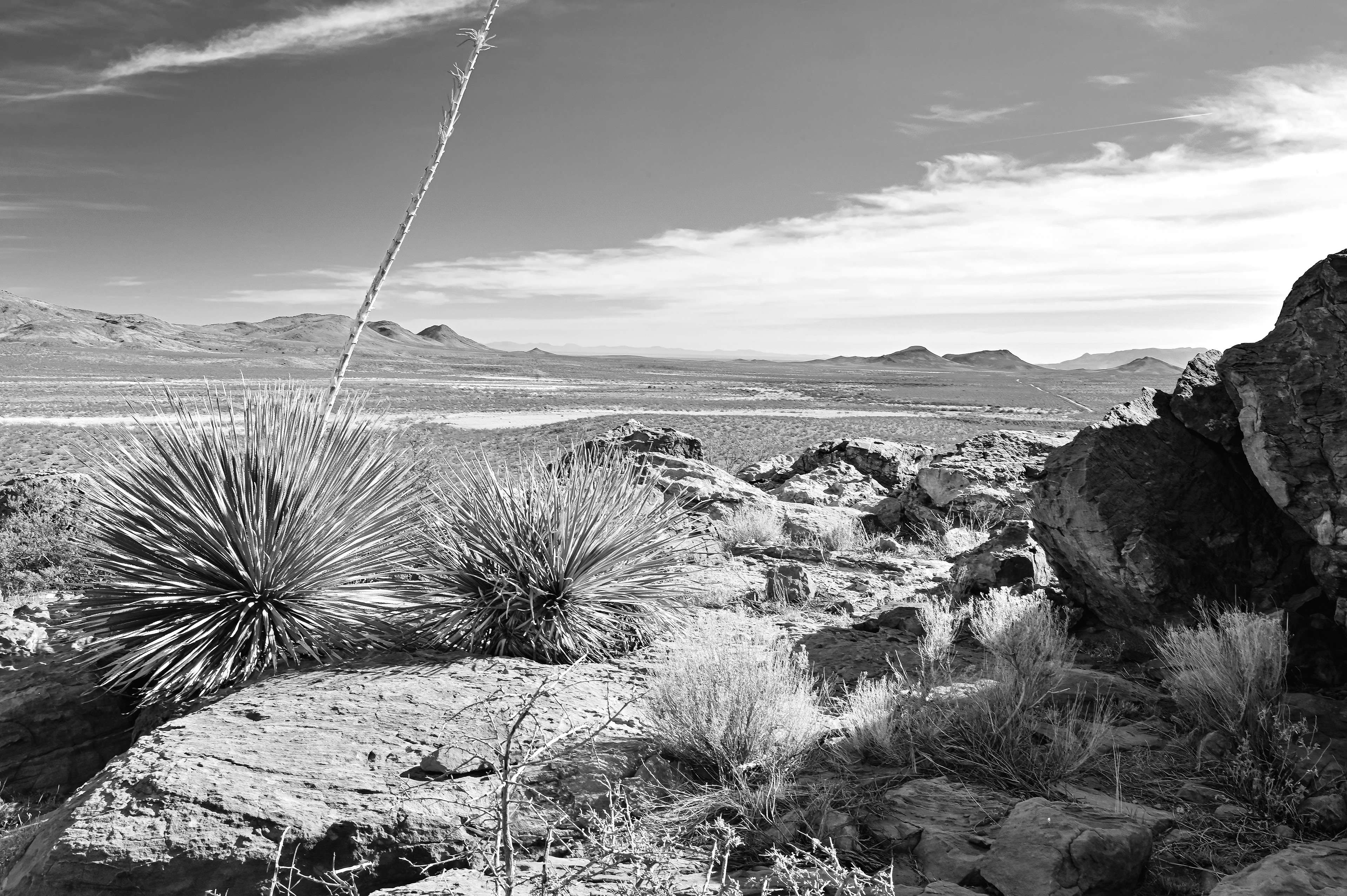 Chihuahuan Desert Scene, Southwest New Mexico