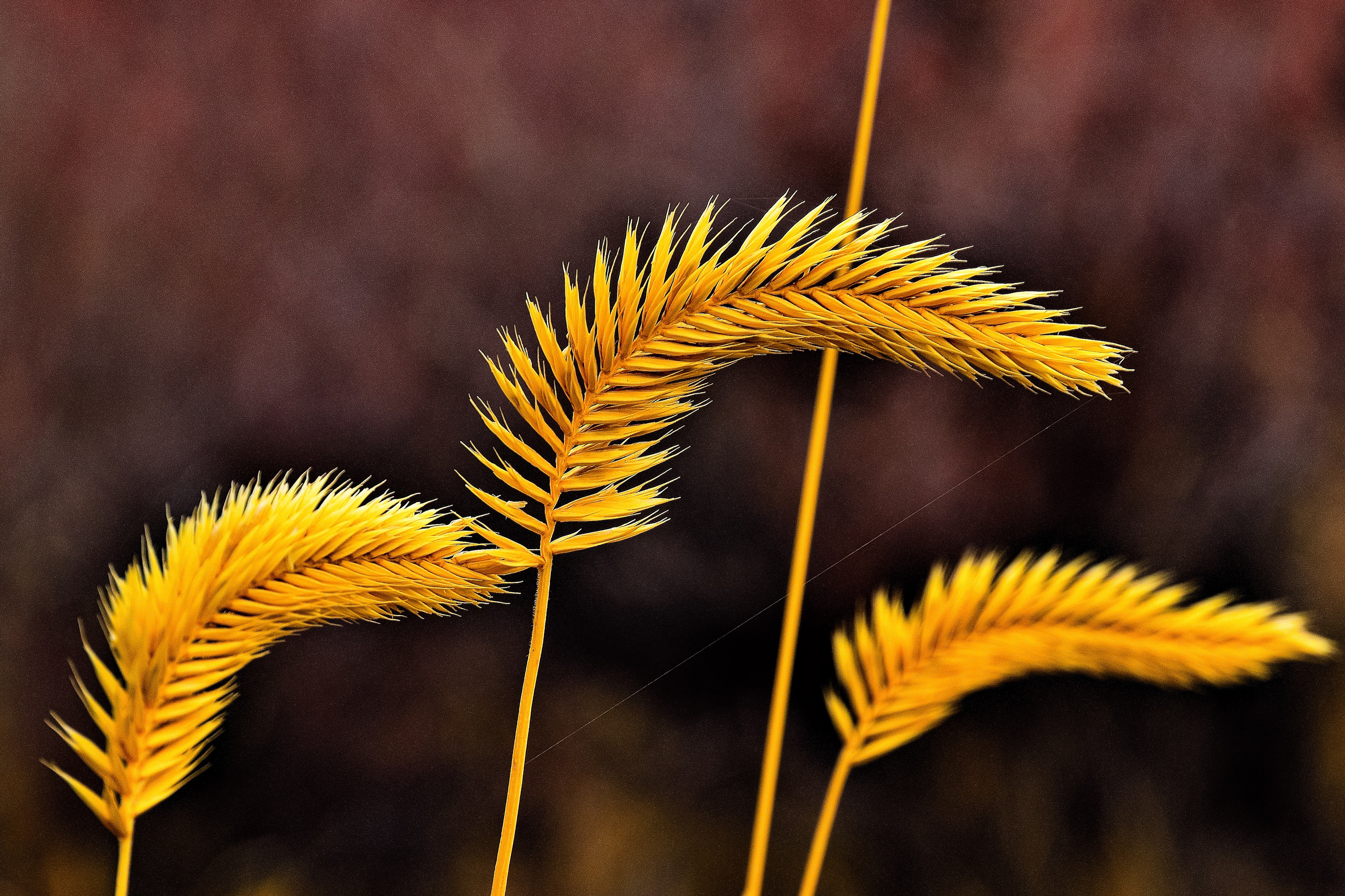 Crested Wheat Grass