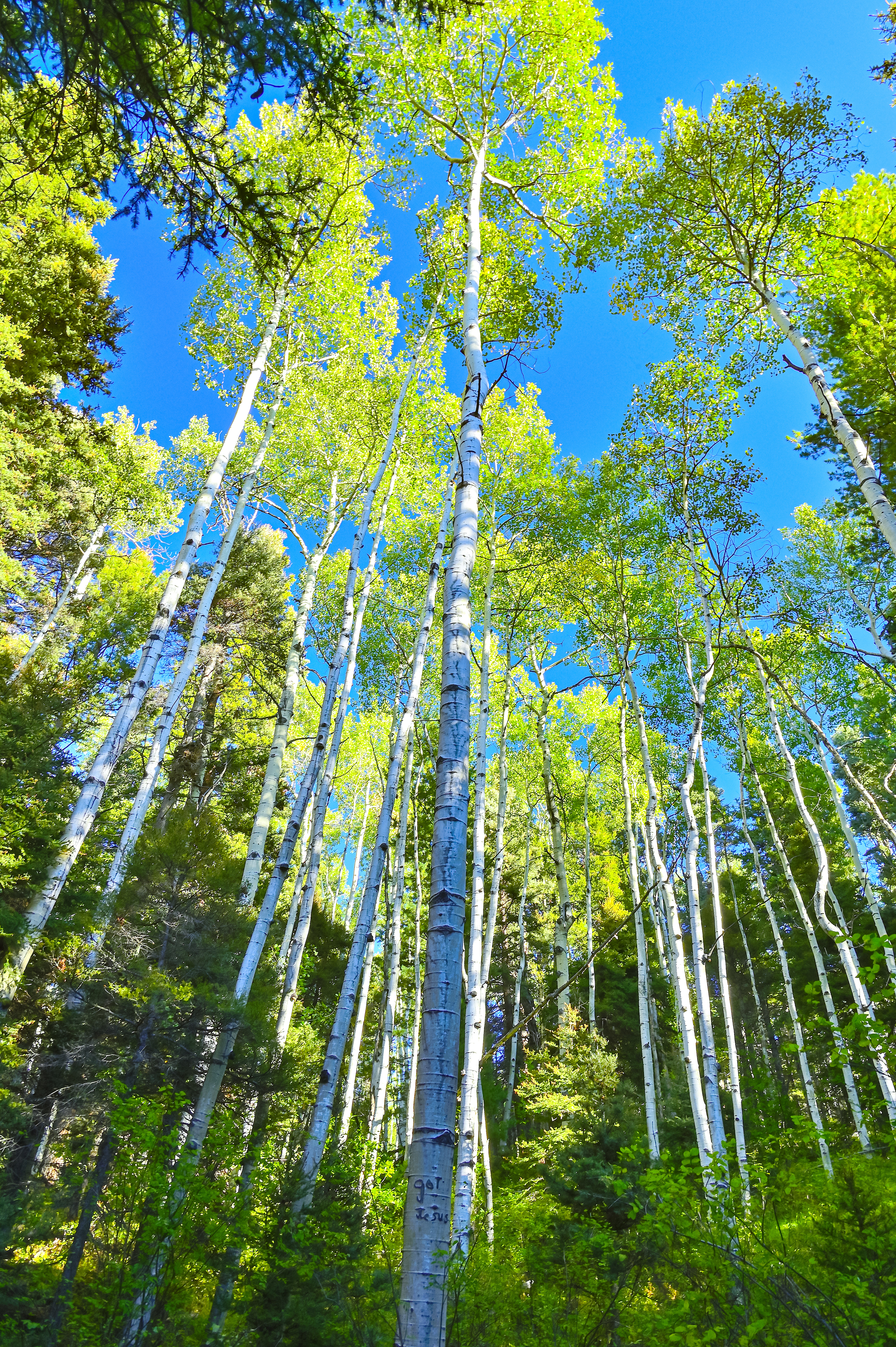 Aspen Grove, Carson National Forest, New Mexico