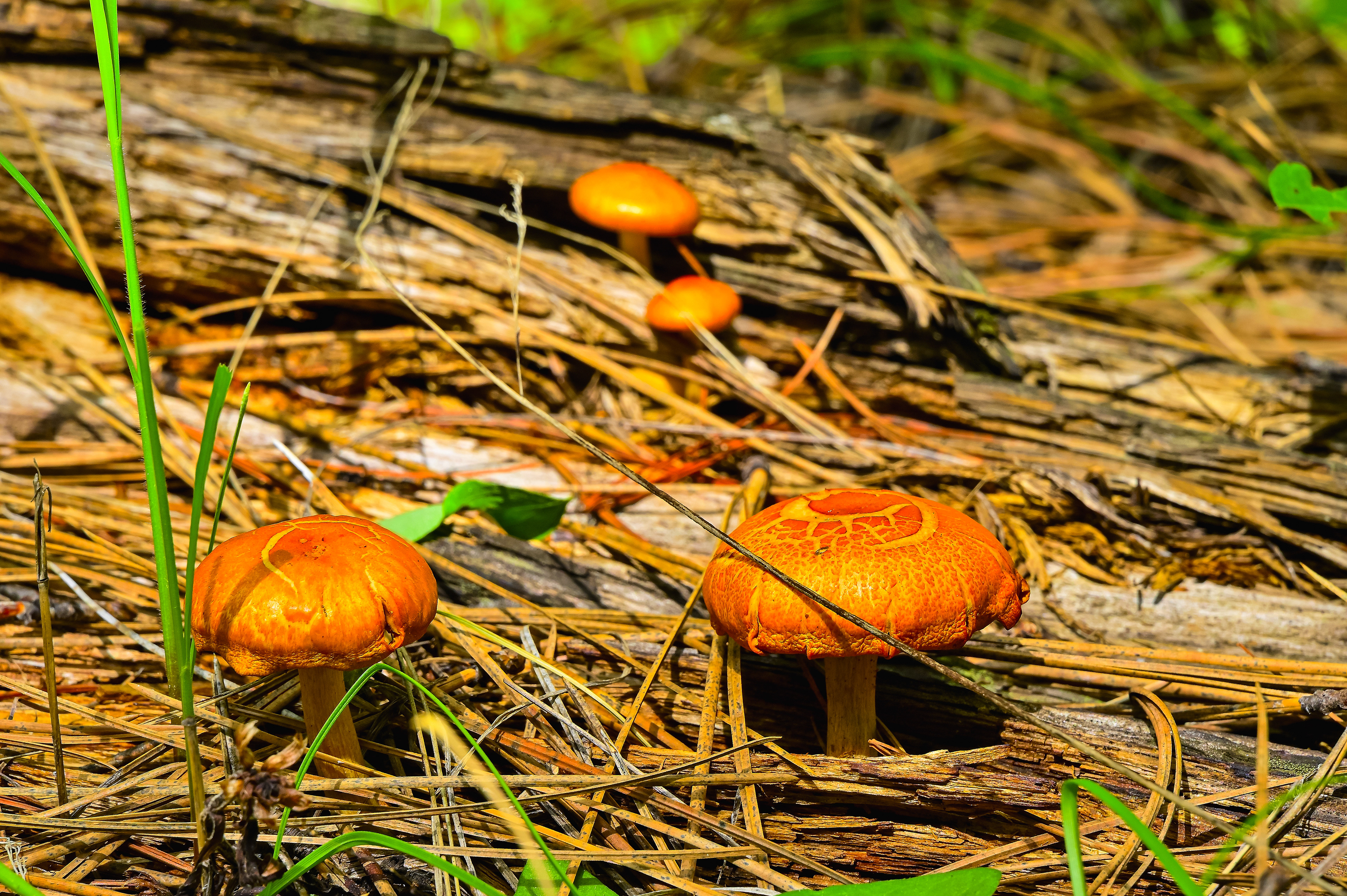Mushrooms, Gila National Forest, New Mexico