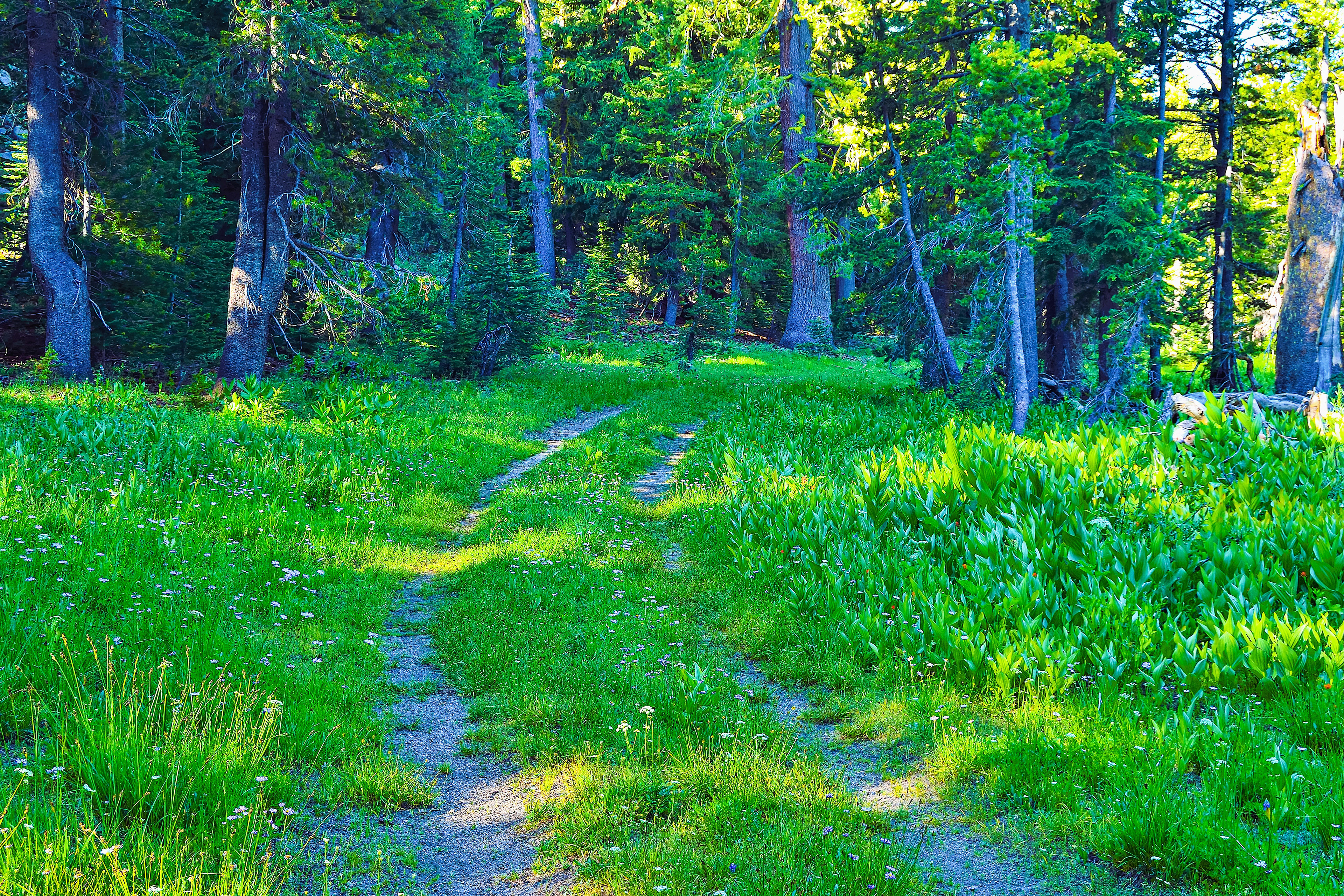 Forgotten Road, Toiyabe National Forest, Nevada