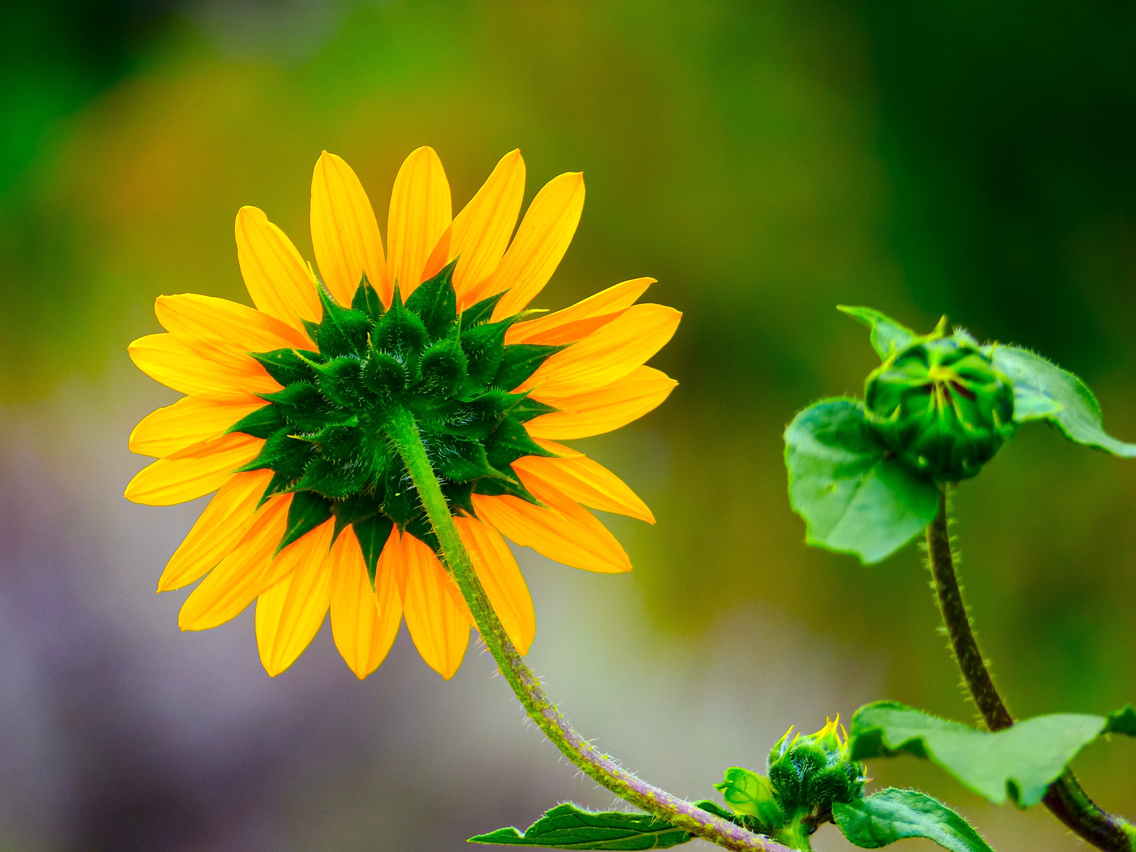 Wild Sunflowers