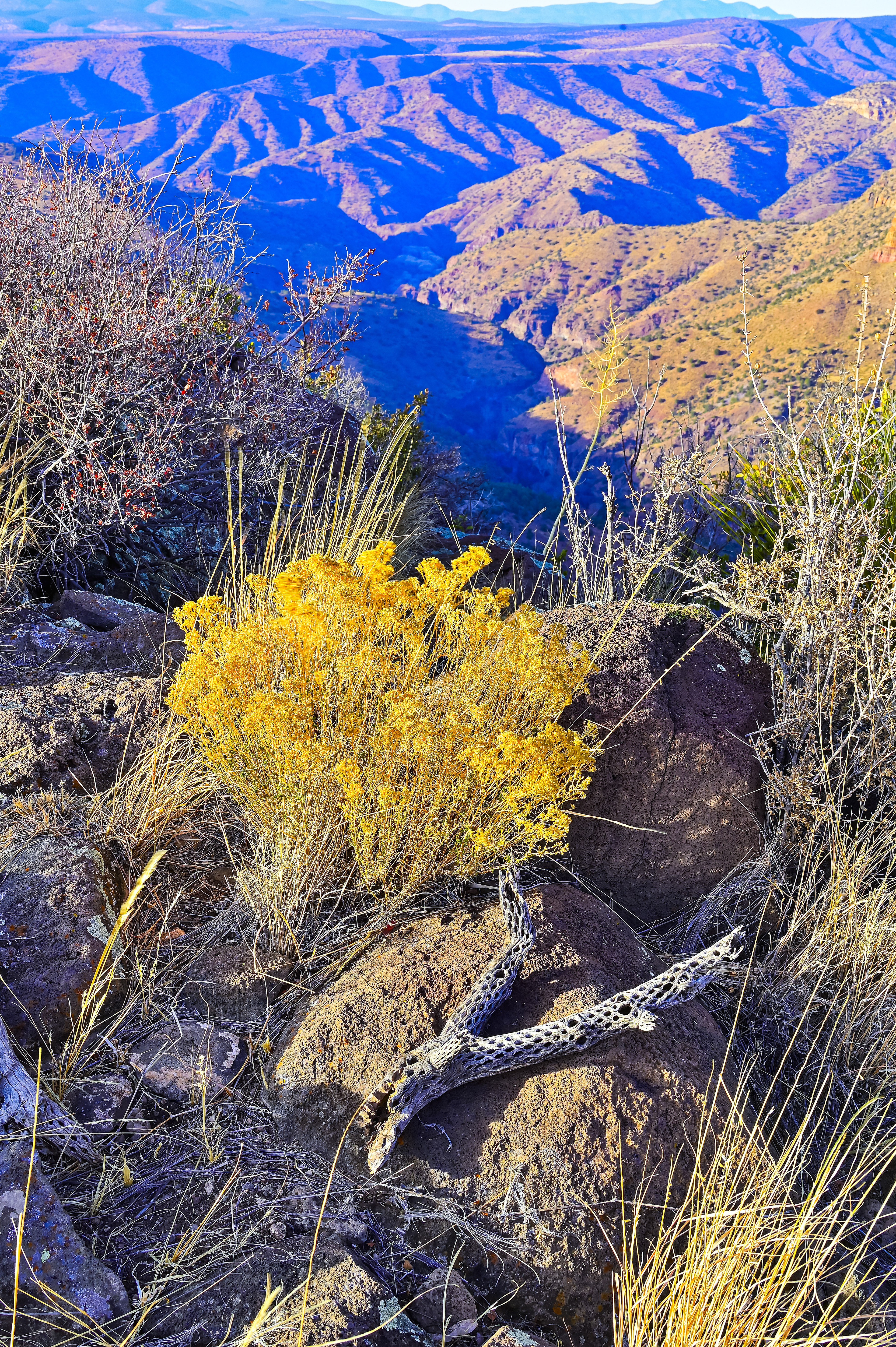 Still Life on the Canyon Rim