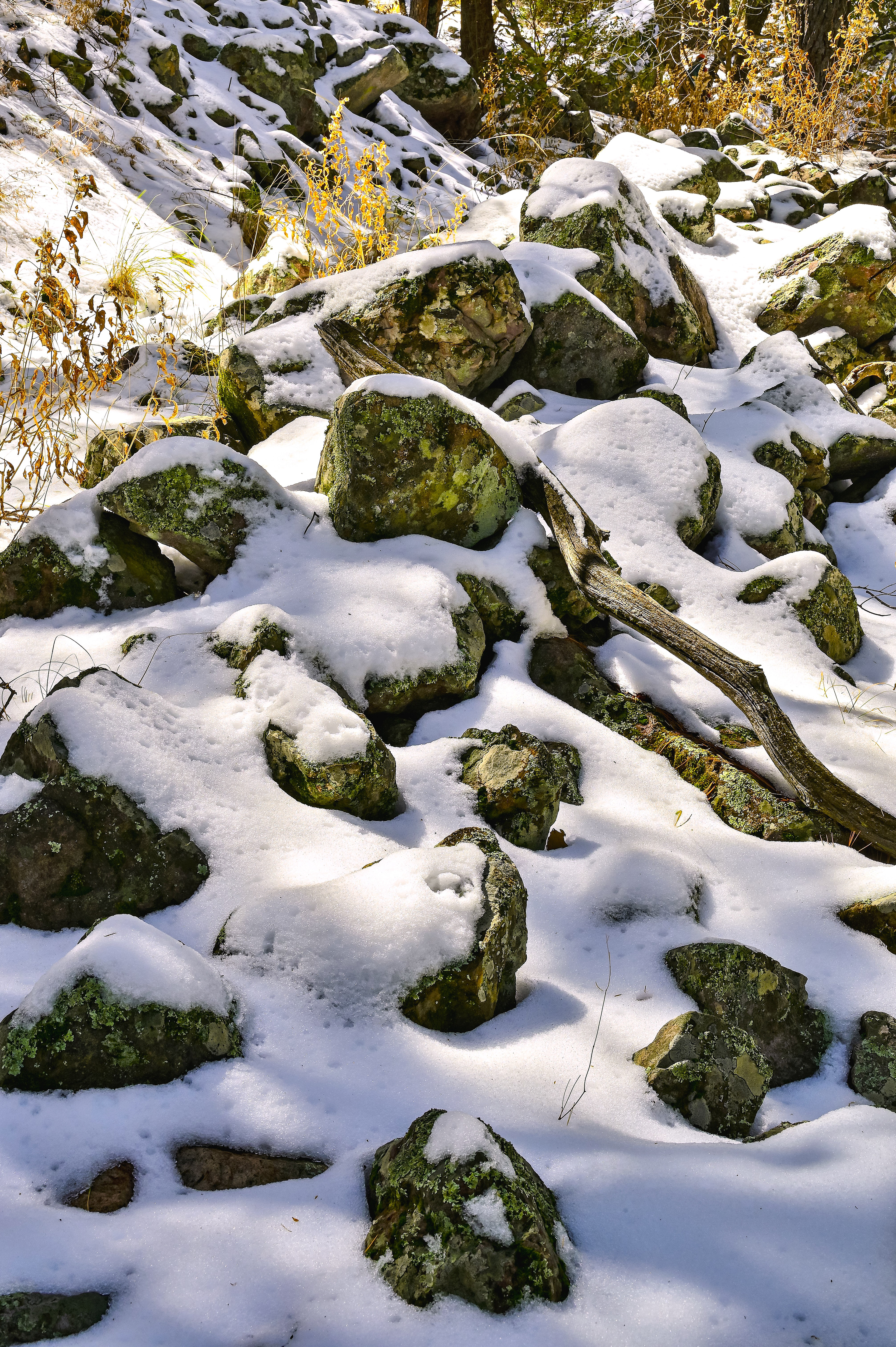 Snow Along the Pole Bridge Trail