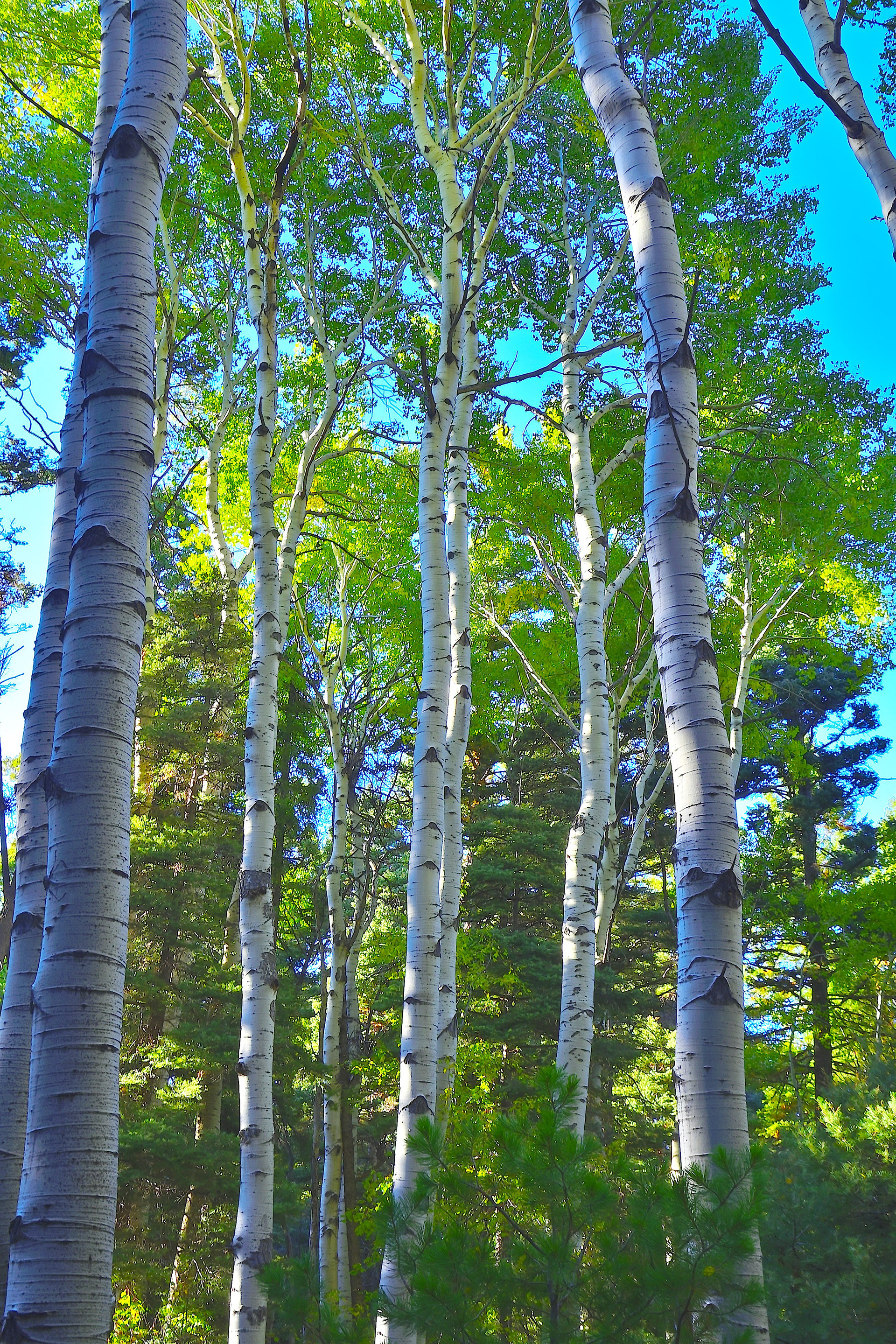 Aspen Grove, New Mexico