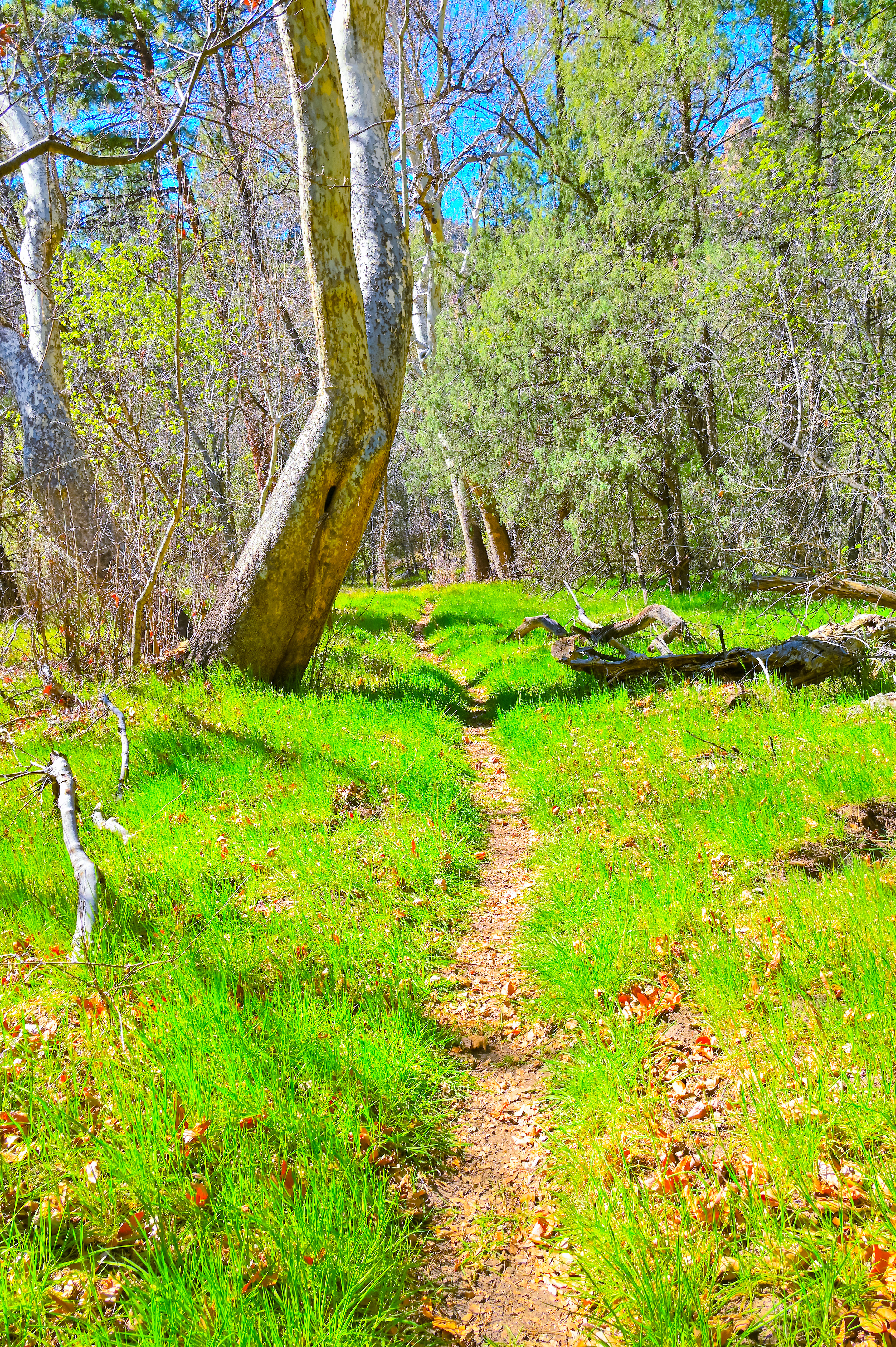 On the West Fork Trail