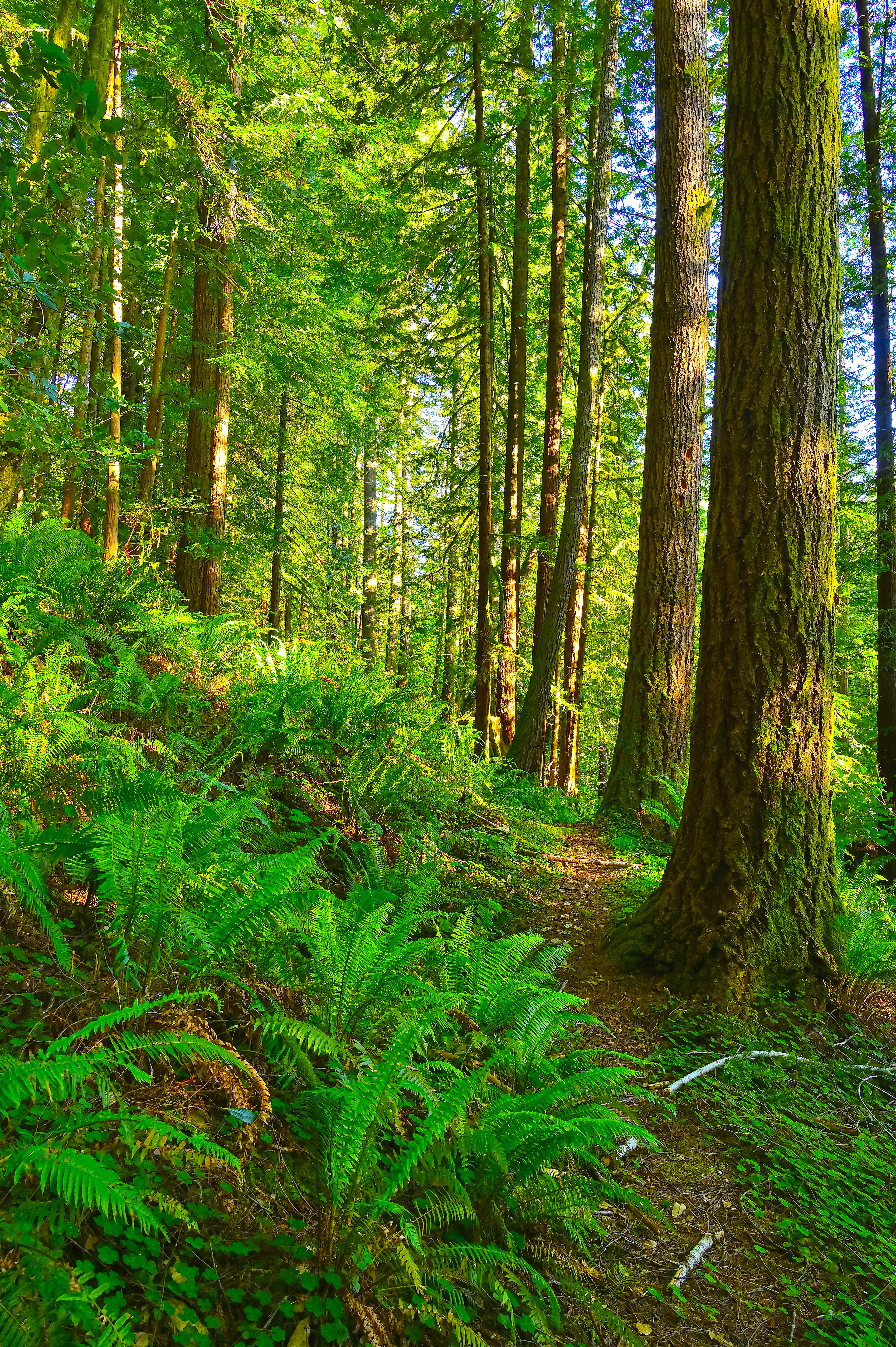 Trail in the Forest, Del Norte Redwoods NP