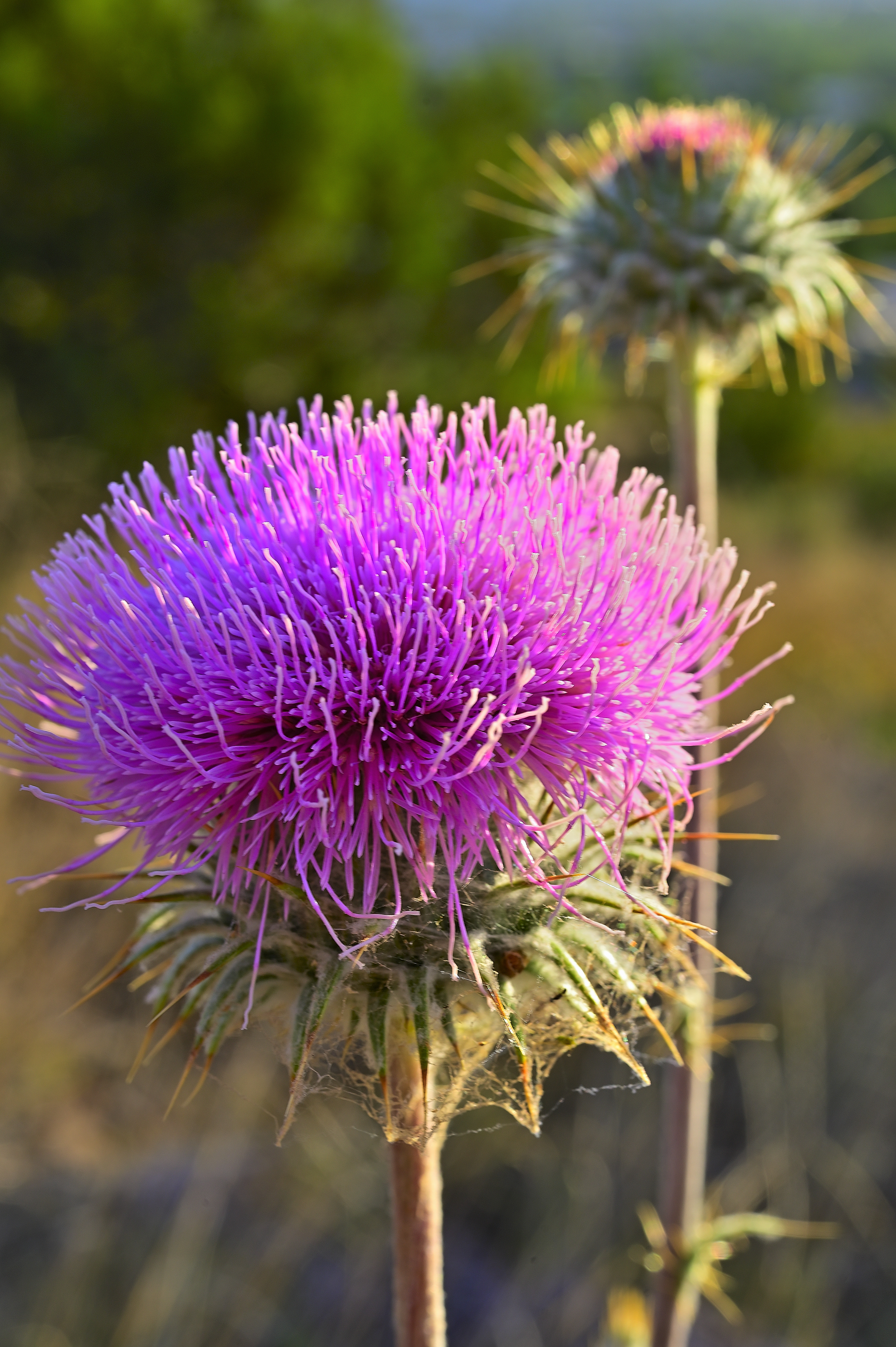 New Mexico Thistle