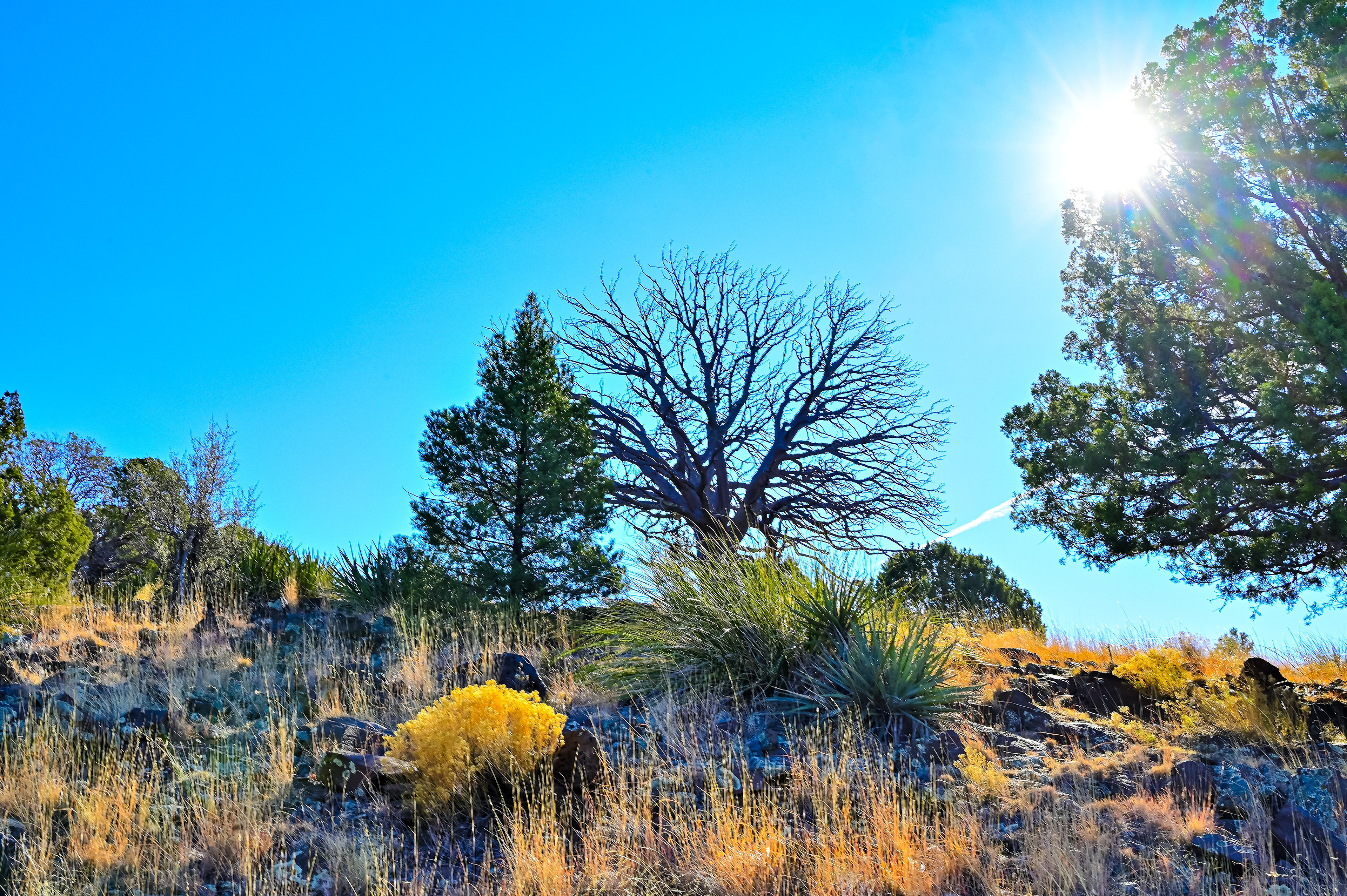 Sunburst on the Canyon Rim