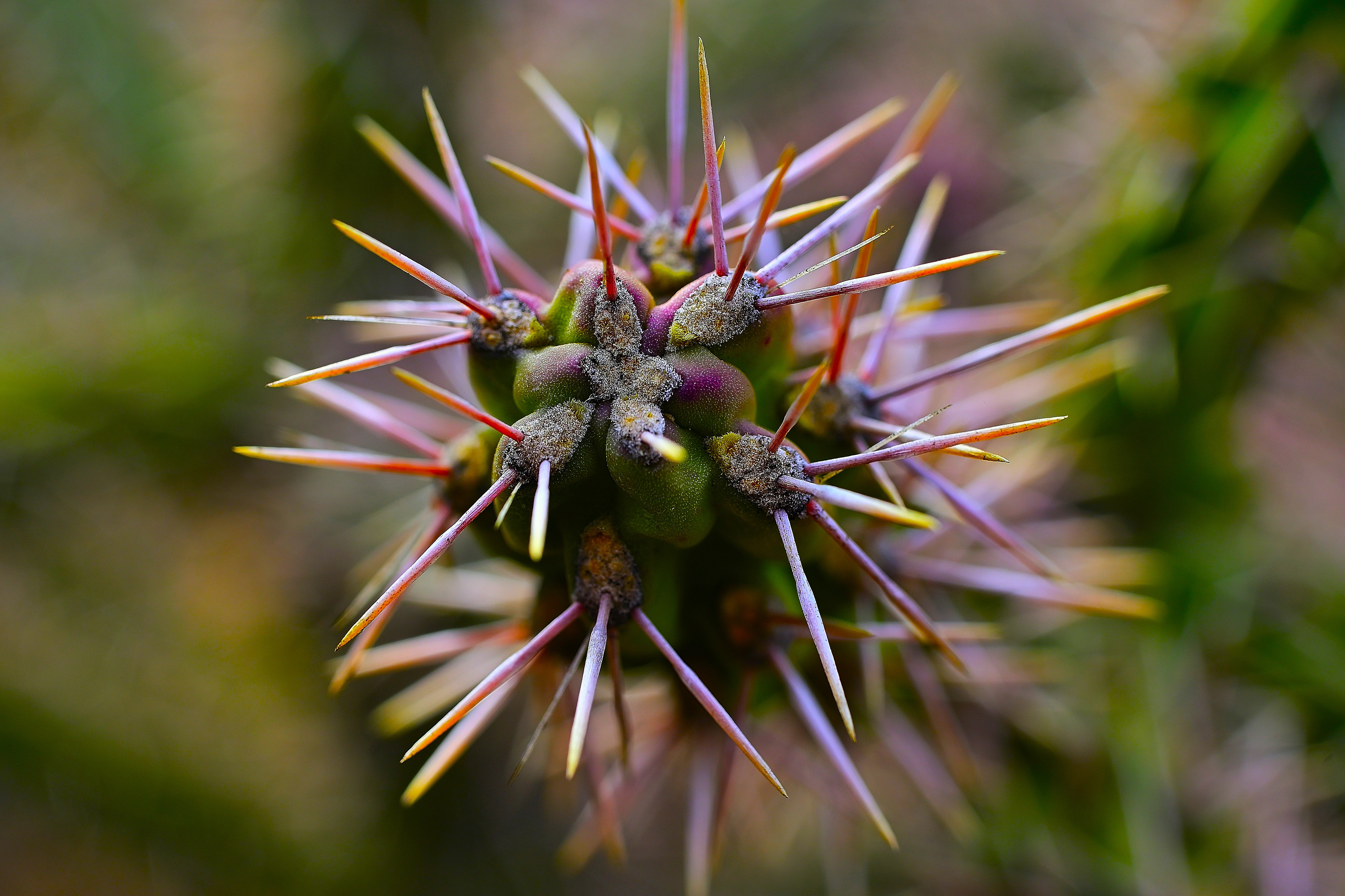 Cholla Cactus