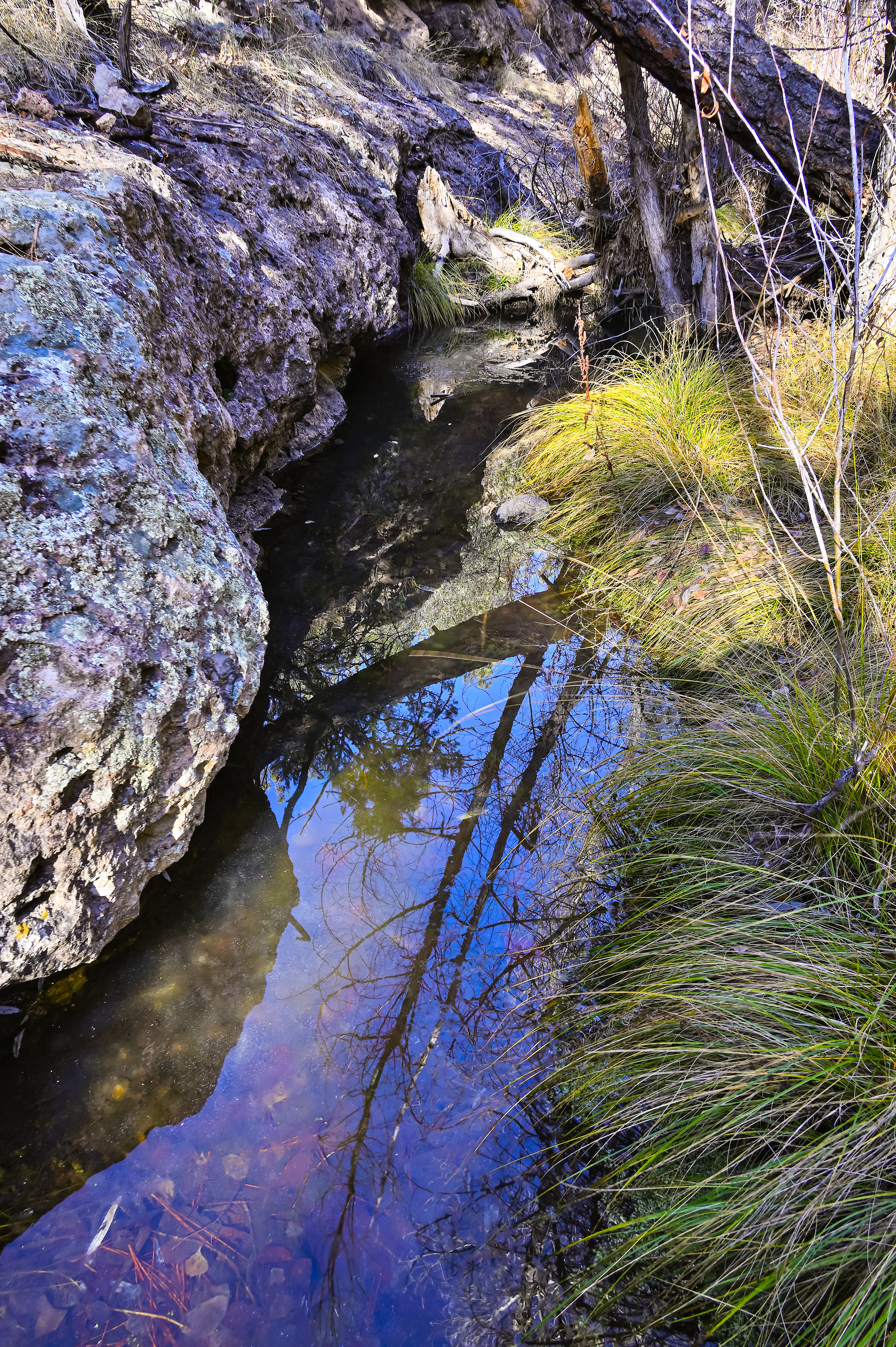 Sycamore Creek