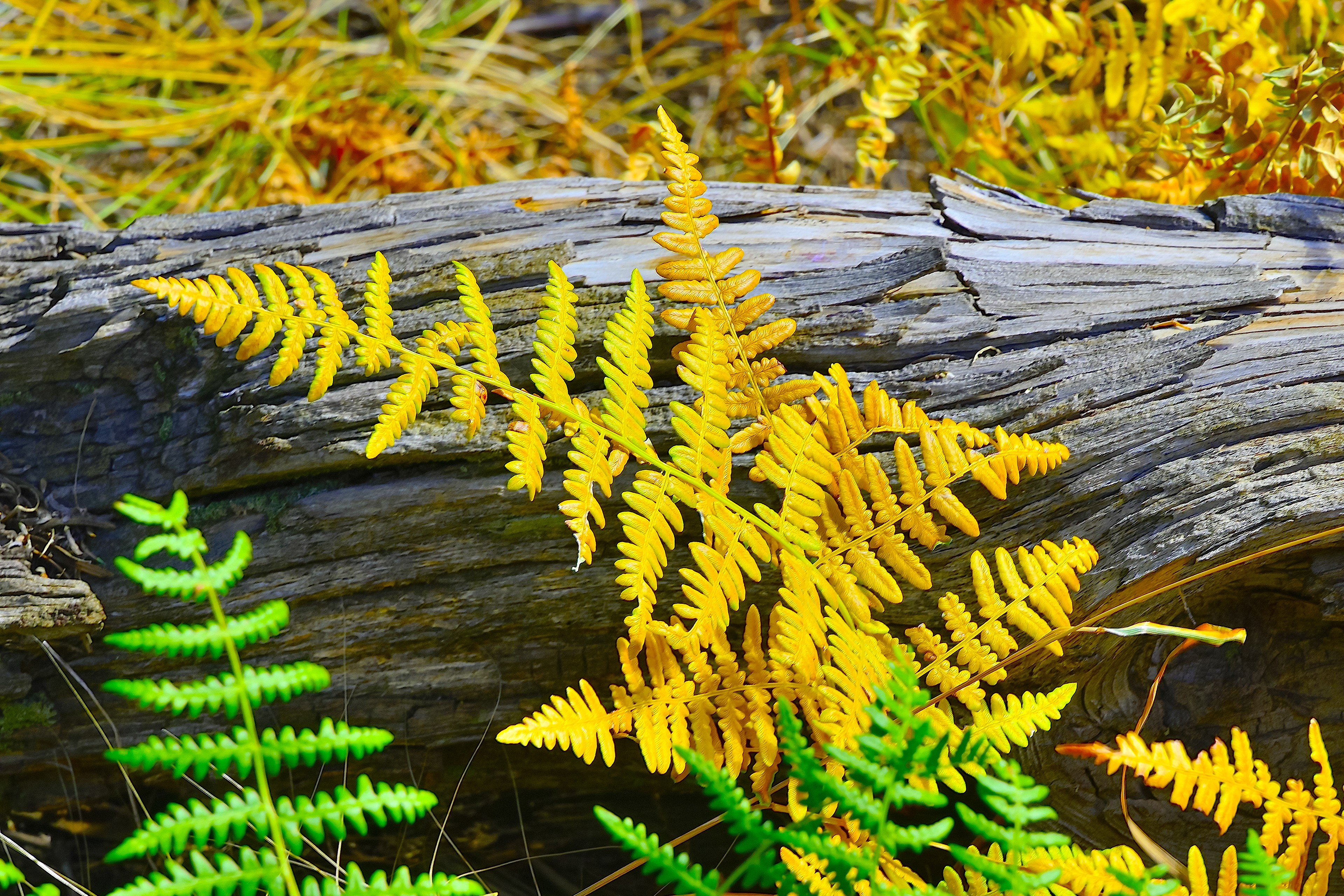 Bracken Fern, Gila National Forest, New Mexico 