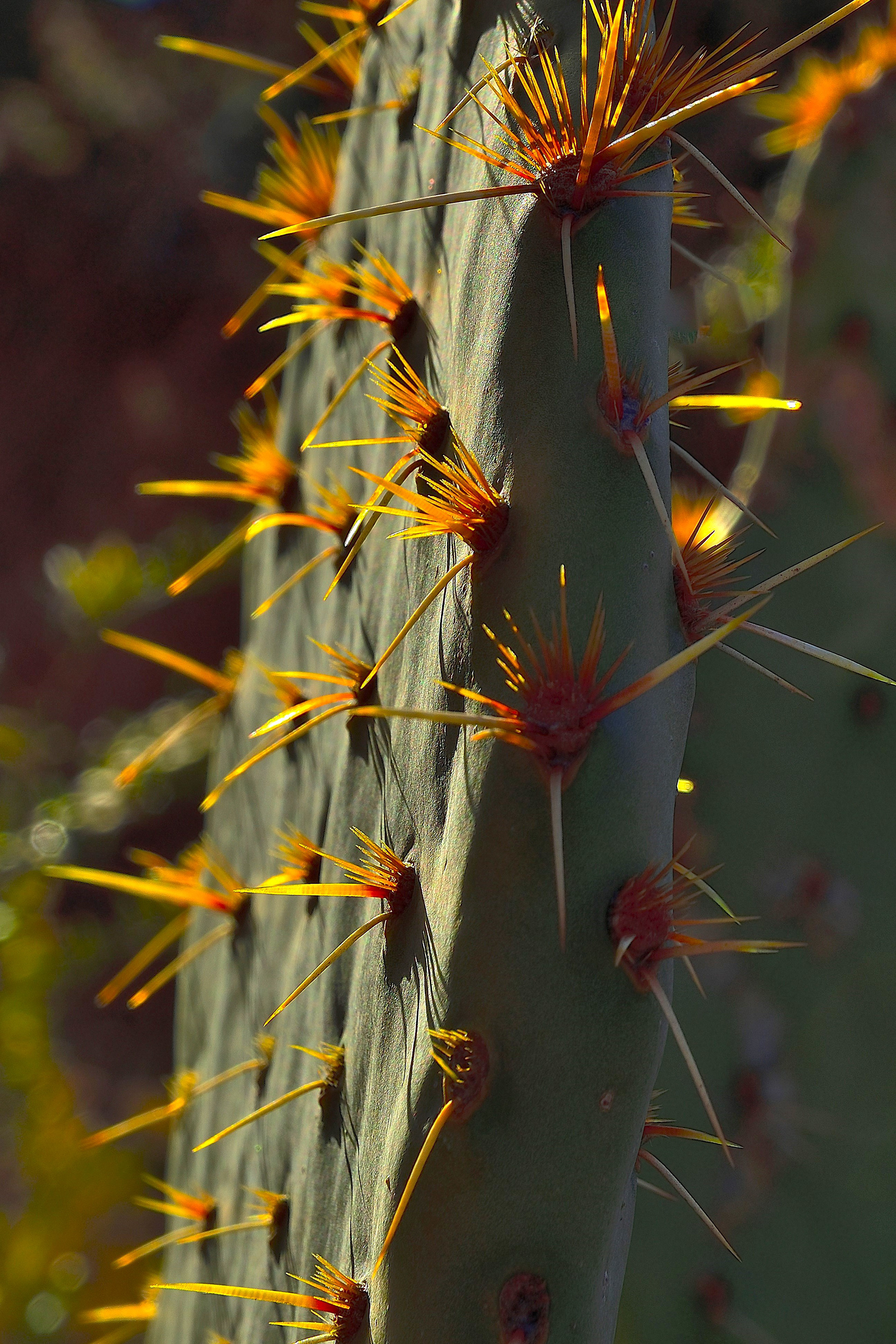 Prickly Pear Cactus