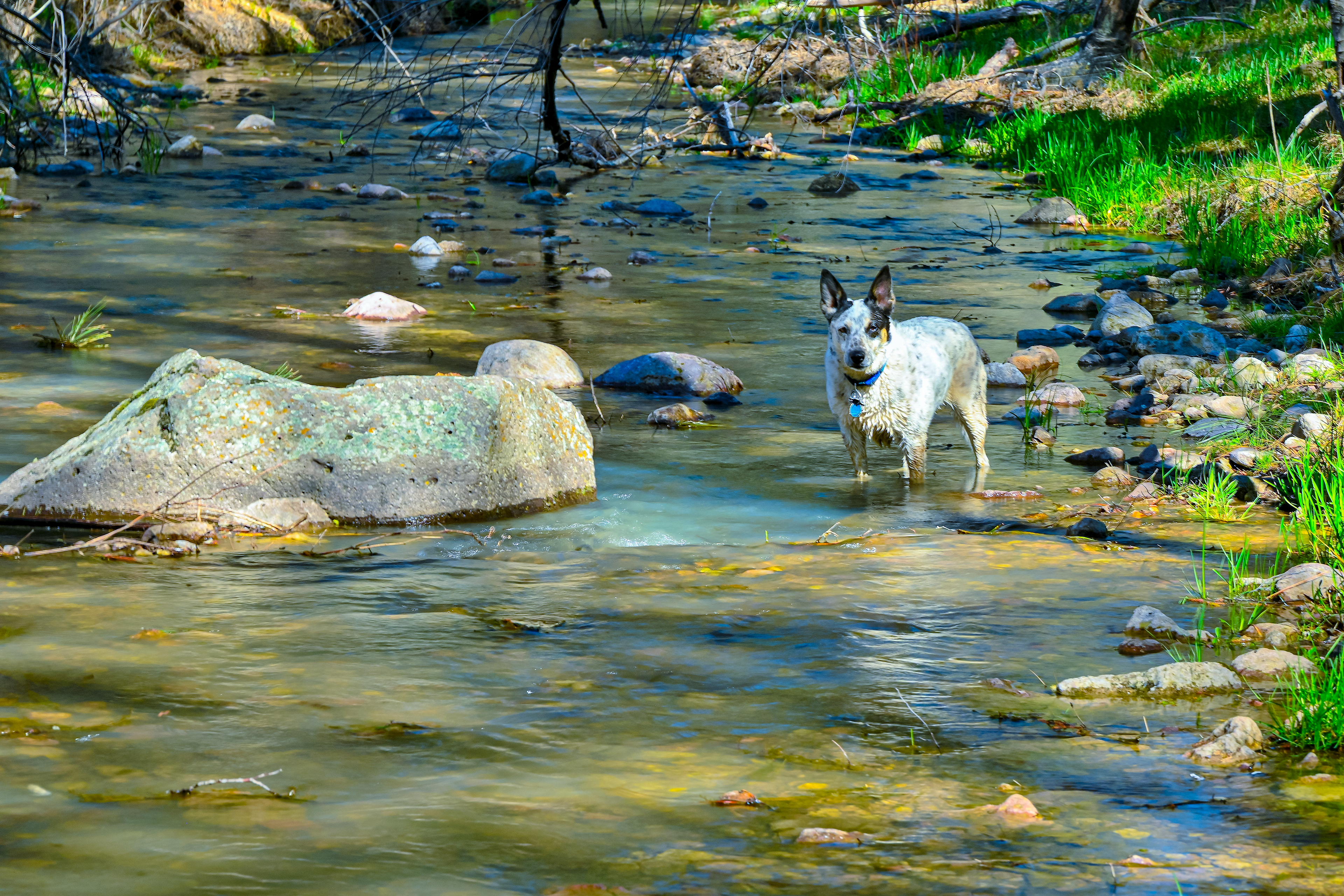 Dog in the Water