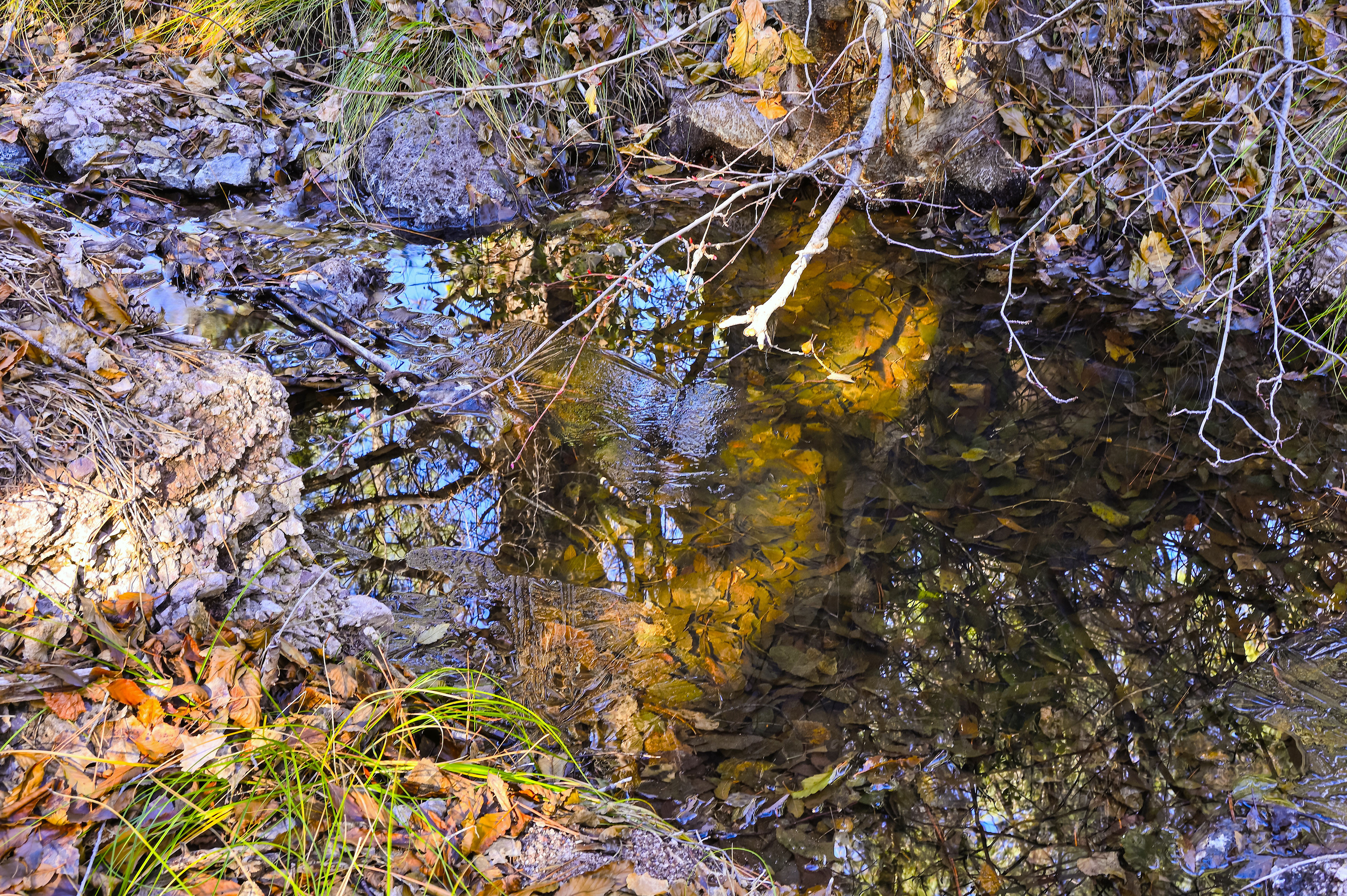 Pool in the Forest