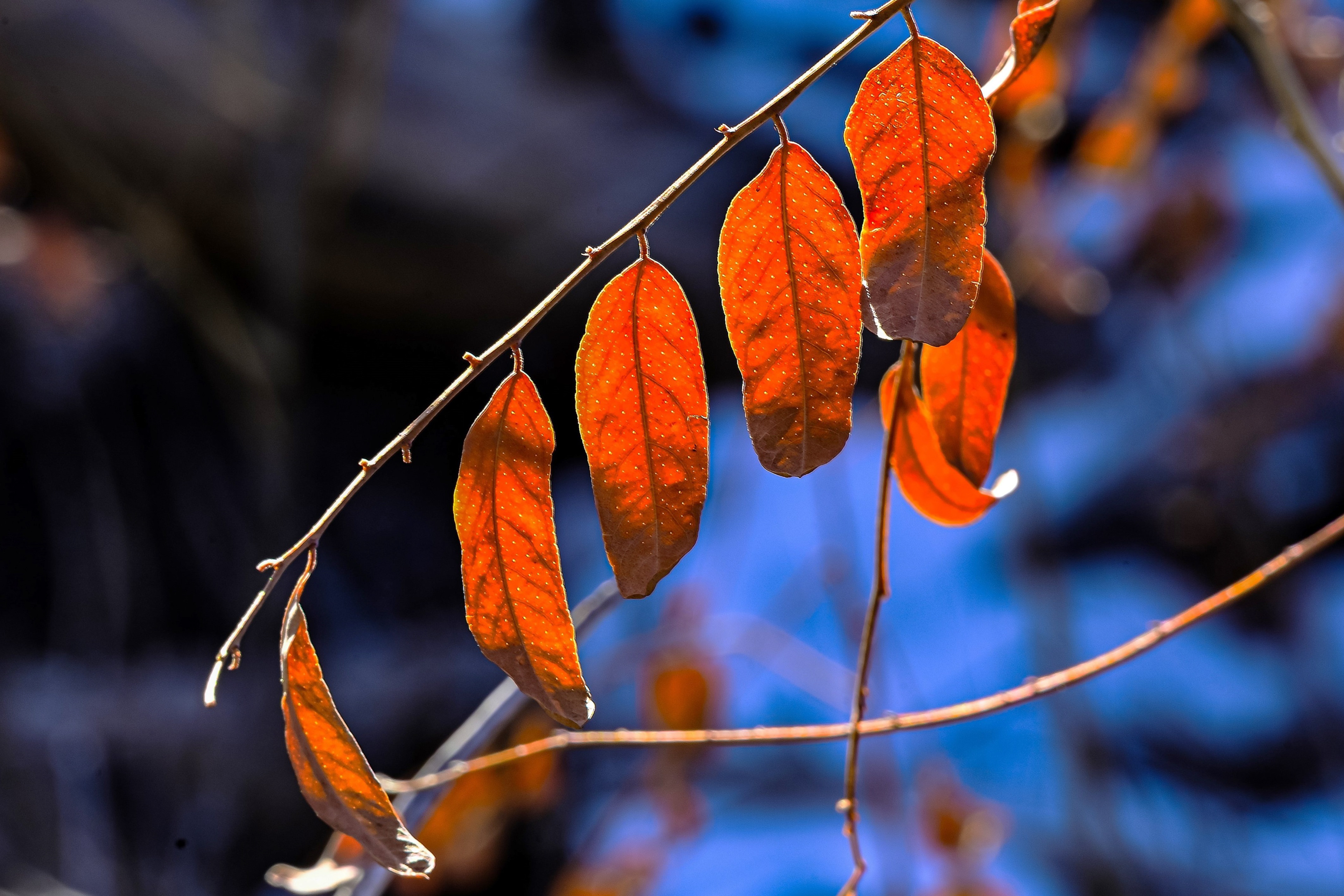 Overwintering Leaves
