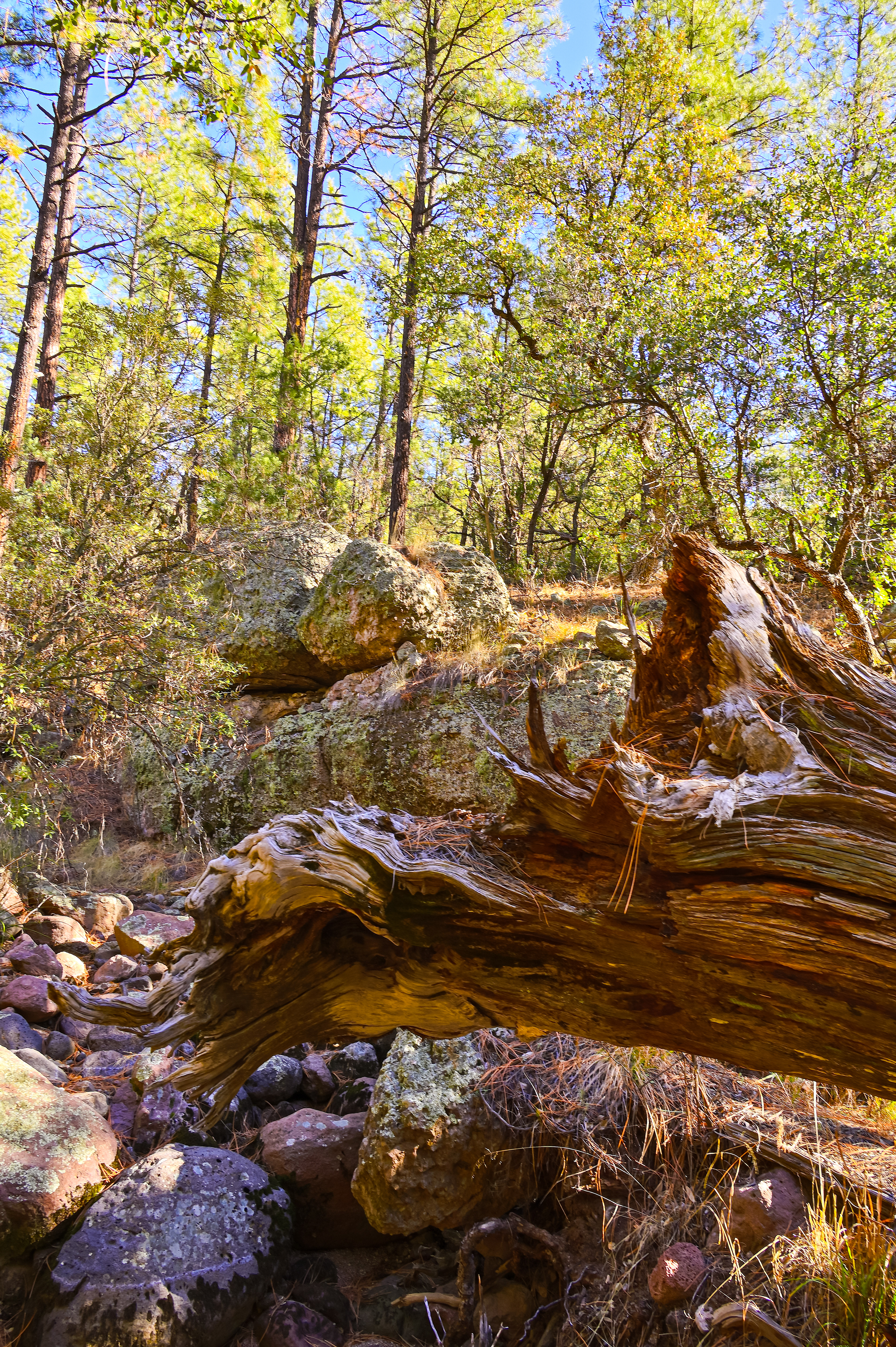 Forest Scene