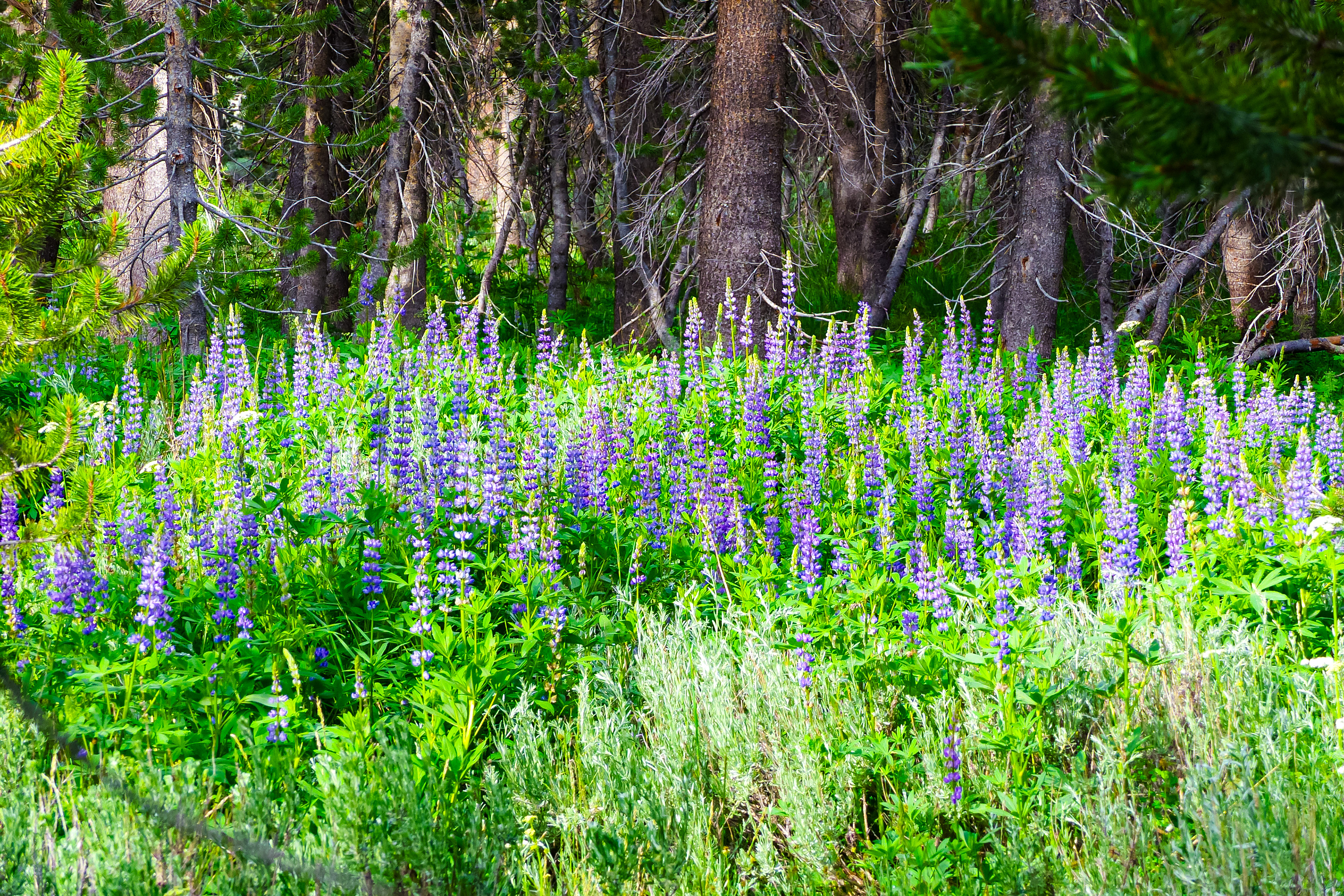 Lupine, Ansel Adams Wilderness, California