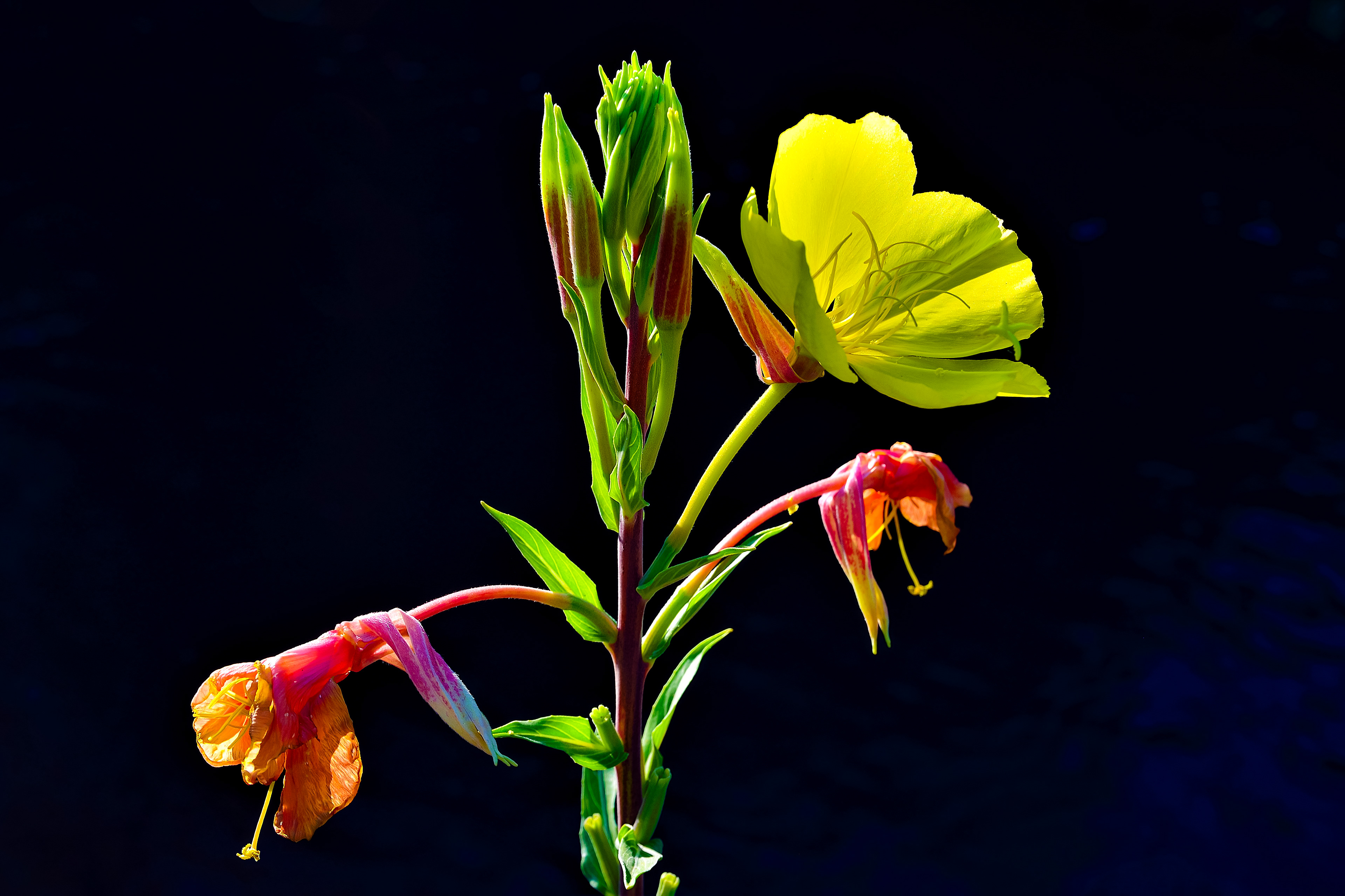 Tall Evening Primrose