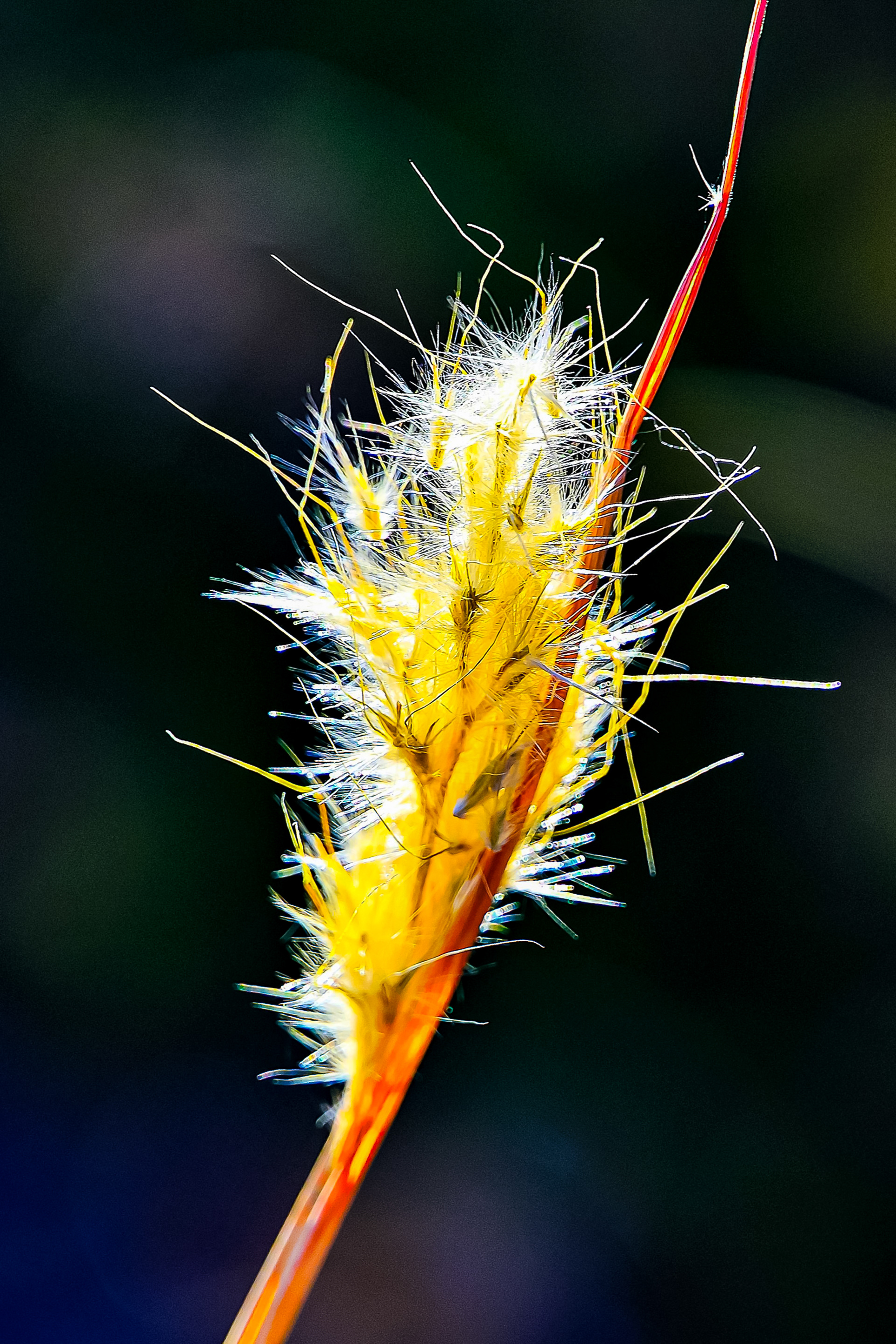 Grass Tassel