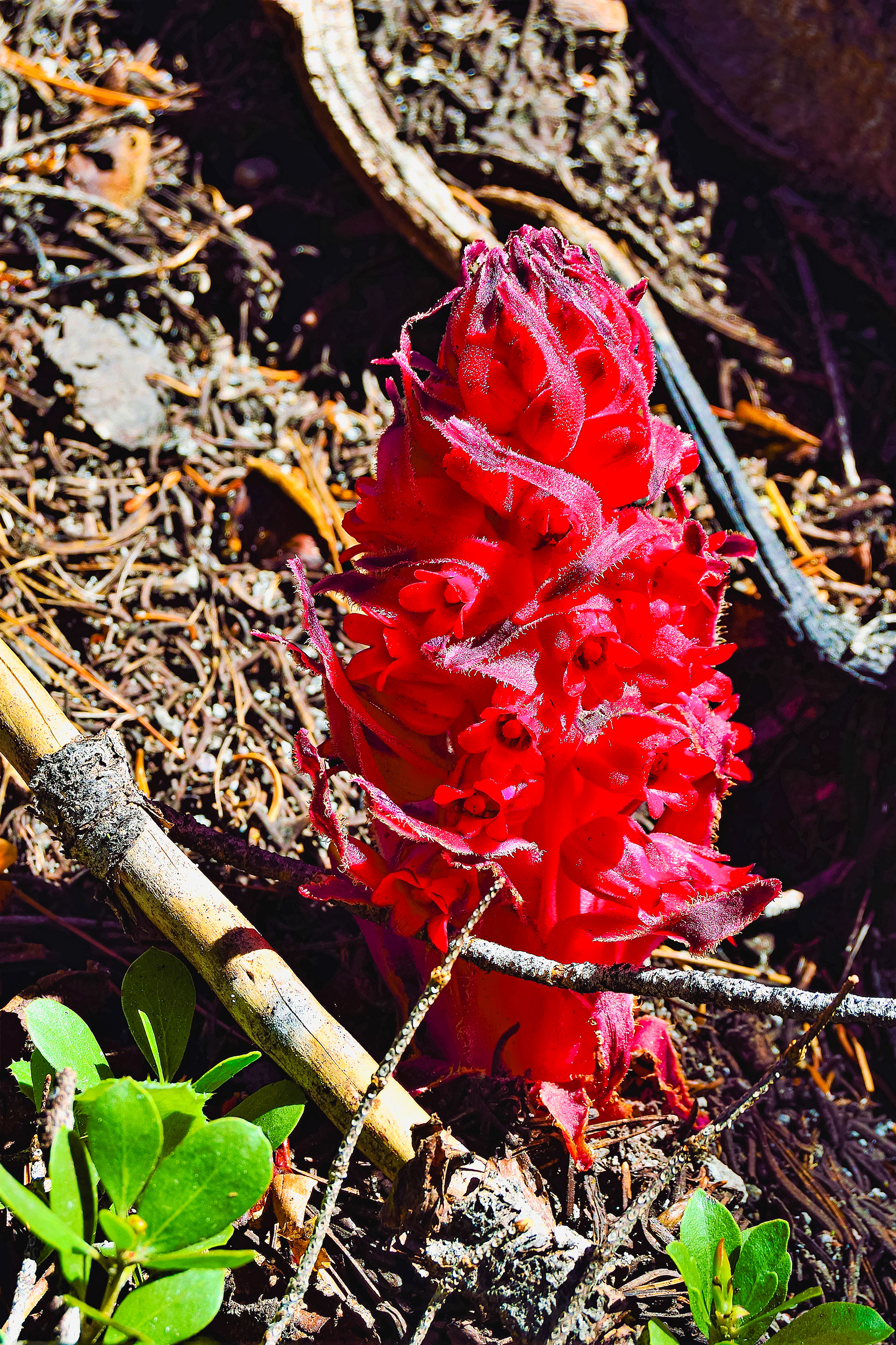 Snow Plant,  Toiyabe National Forest, California