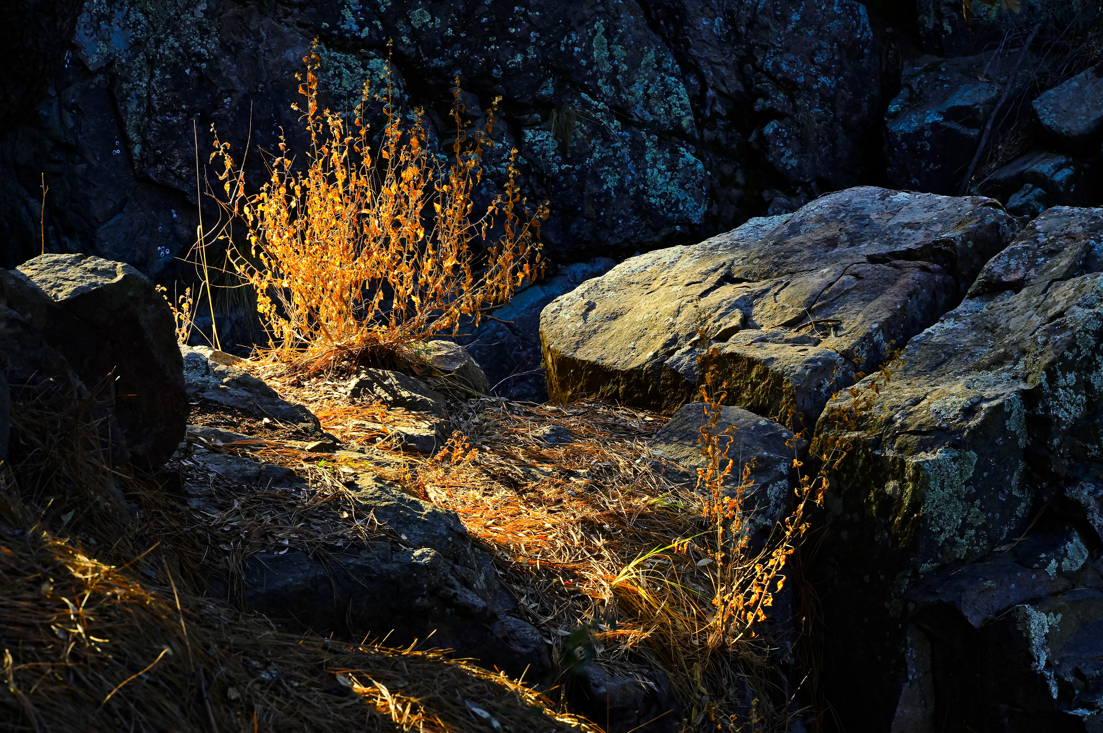 Sunrise Light