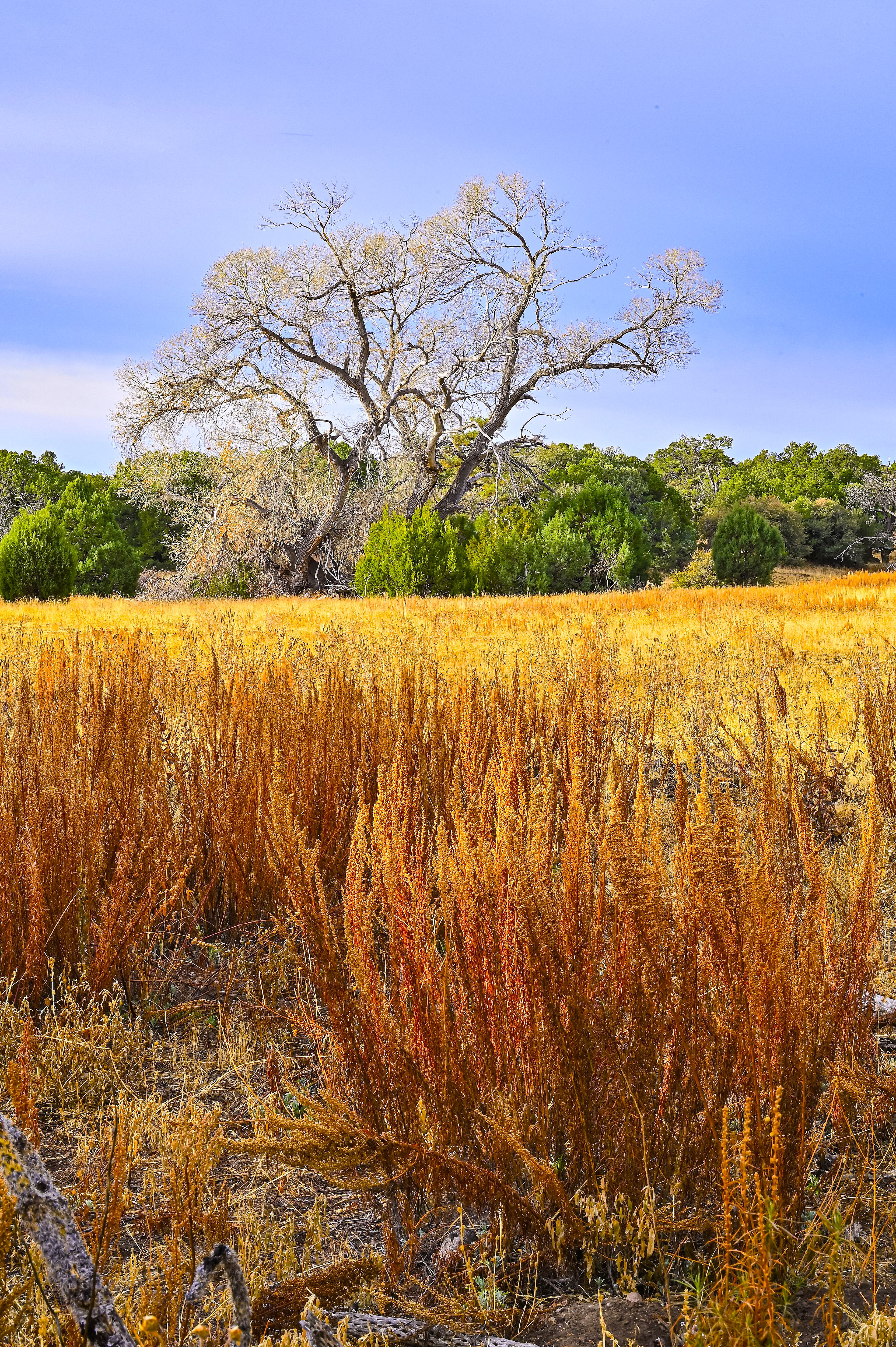 Fort Bayard Elk Preserve, New Mexico