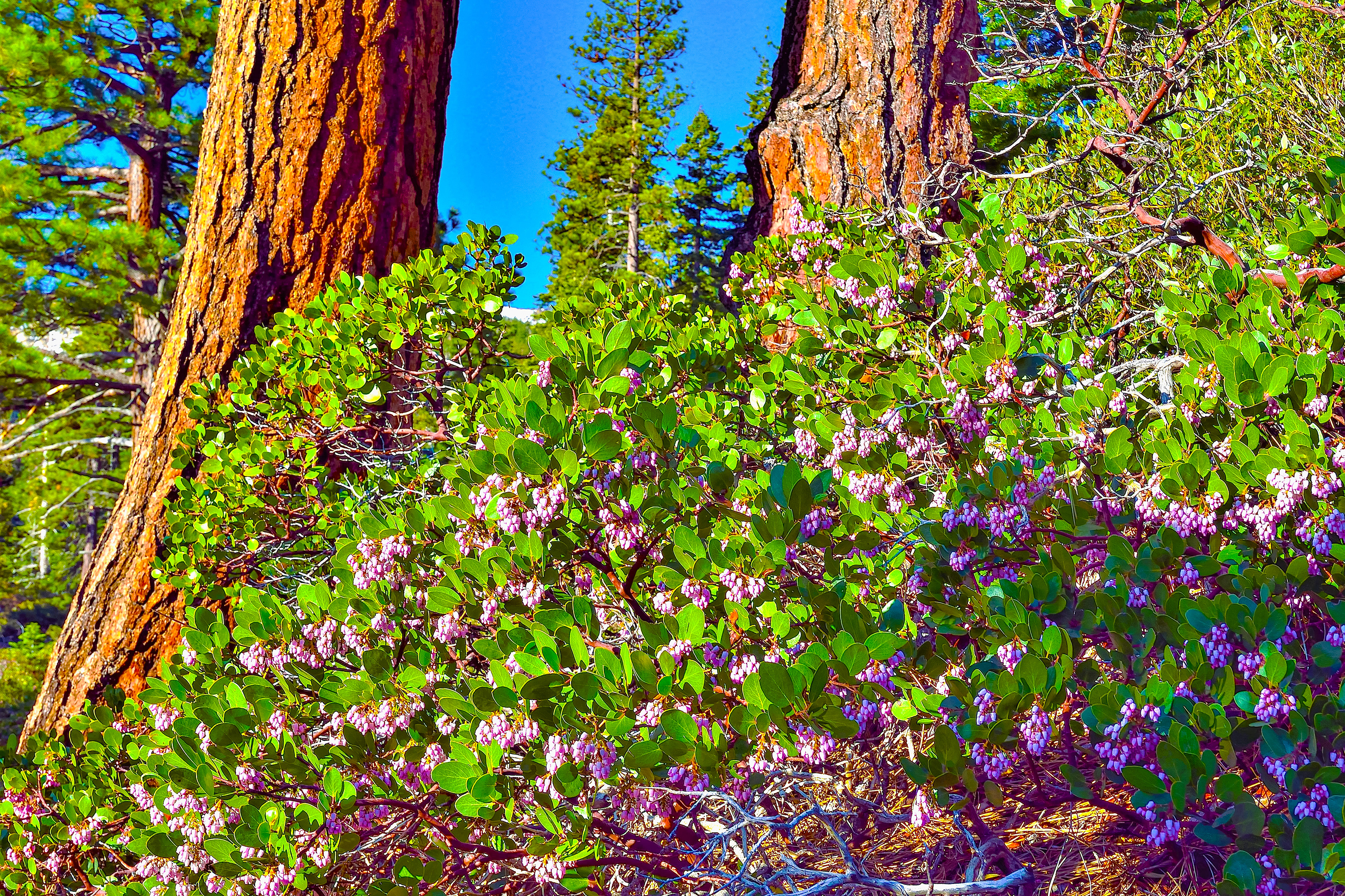 Manzanita Blossoms, Sierra Nevada Mountains, California