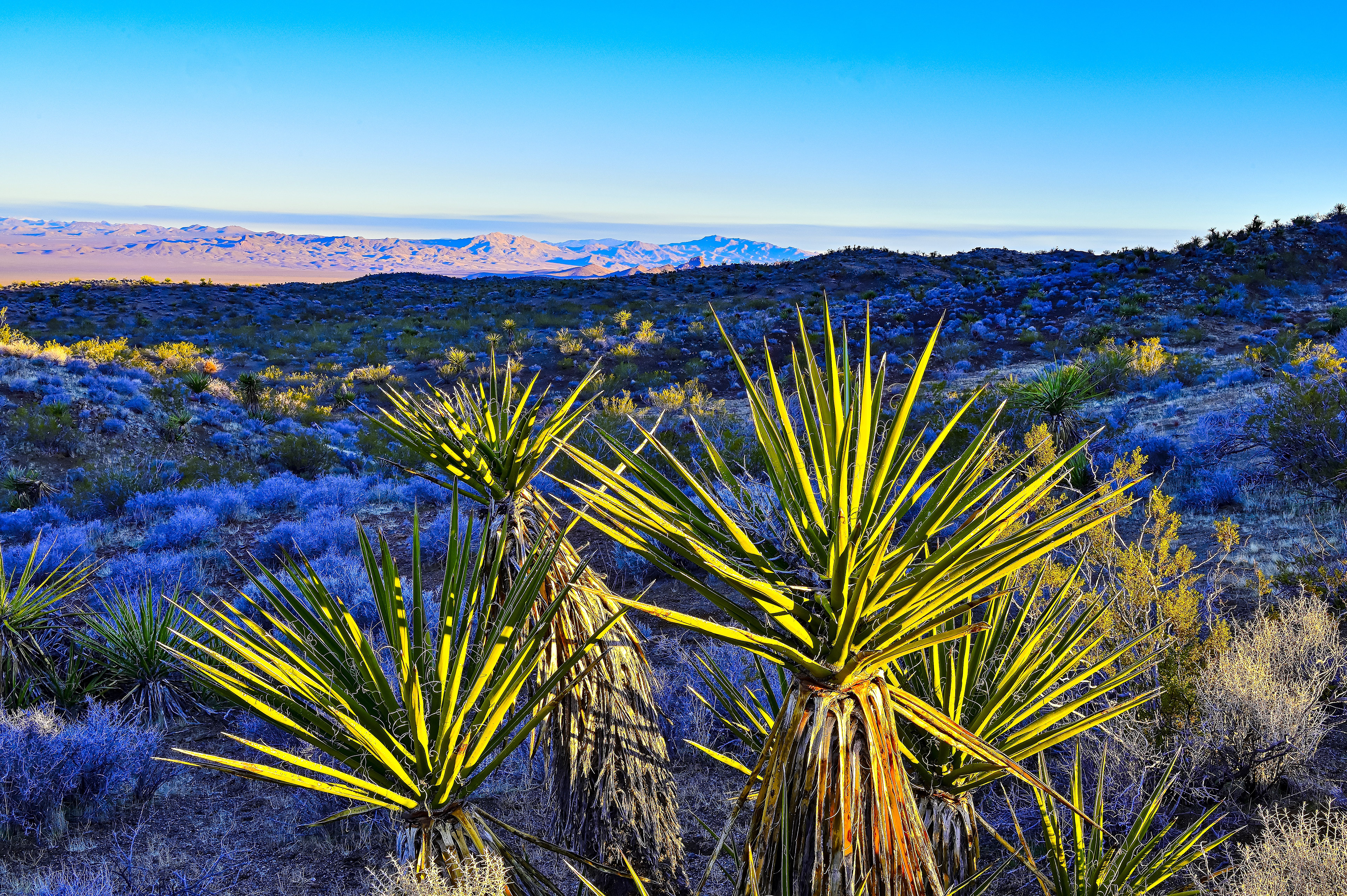 Mojave Desert Morning, Southern Nevada