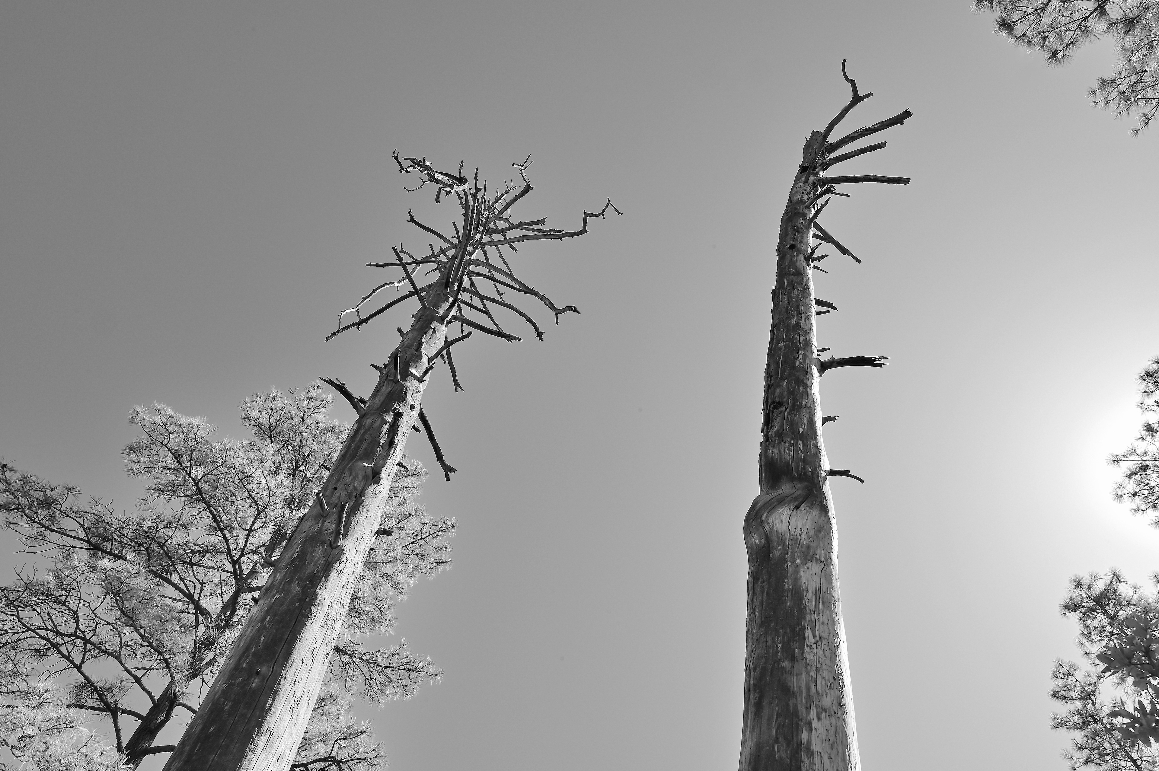 Ponderosa Pine Snags, Gila NF, New Mexico