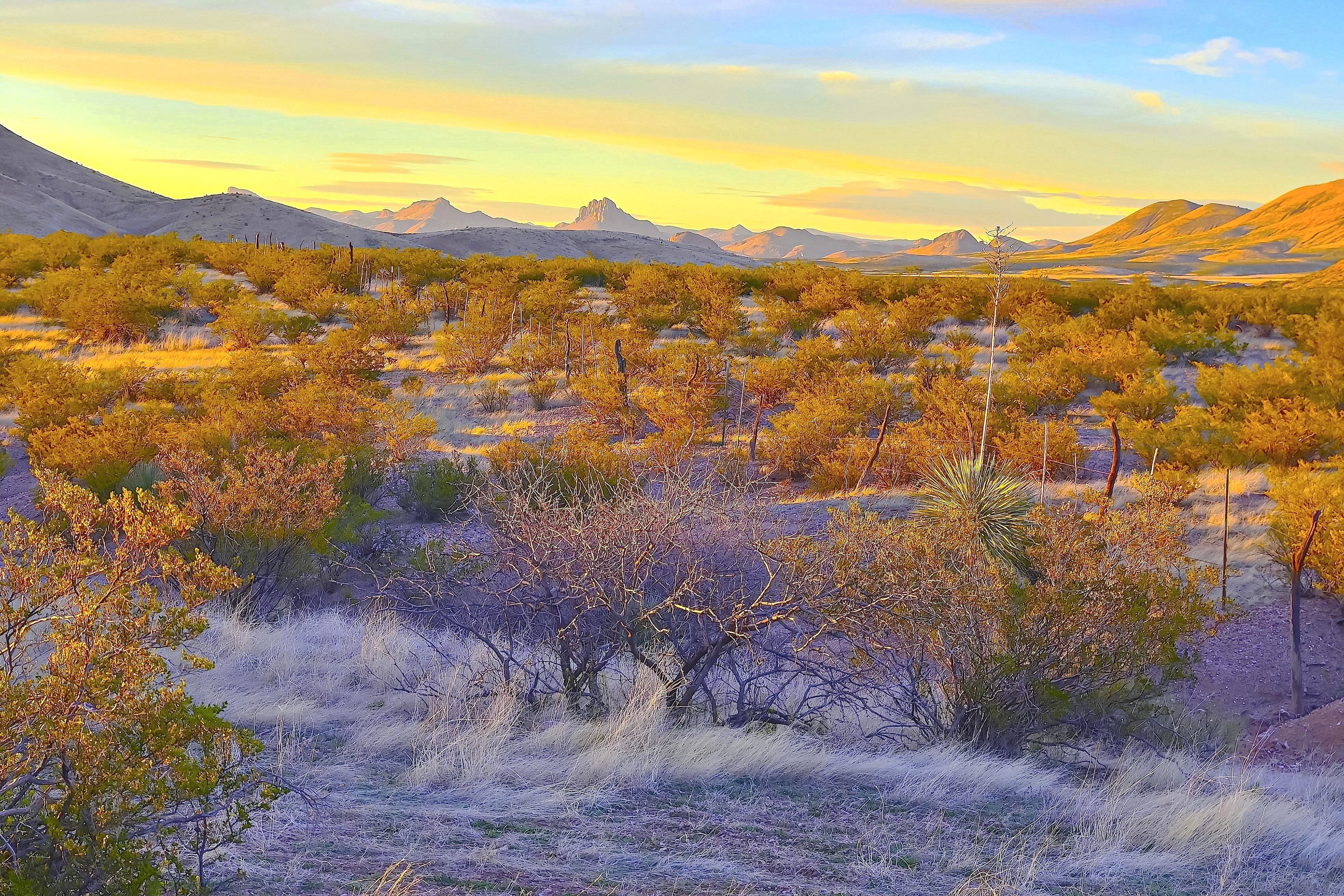 Chihuahuan Desert, Arizona-New Mexico Border
